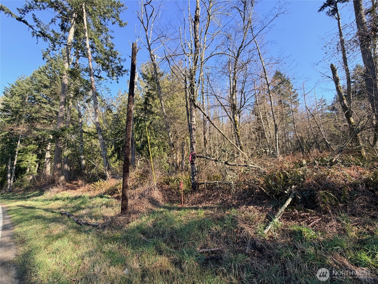 -xxx Xxx Scatchet Head Road Clinton, WA 98236 - Photo 5 of 34 a view of a yard with plants and trees