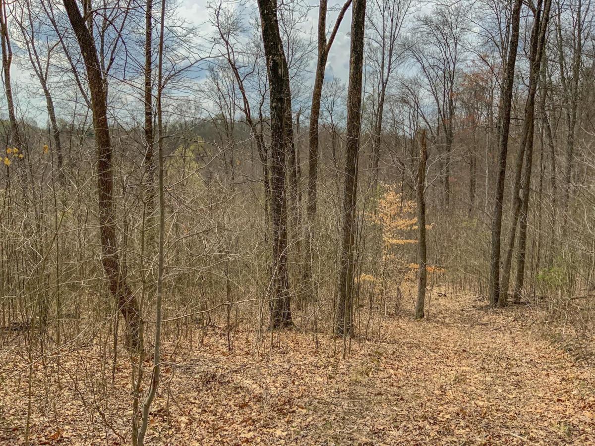 0 Goosecreek Road McArthur, OH 45651 - Photo 4 of 8 thumbnail (4)