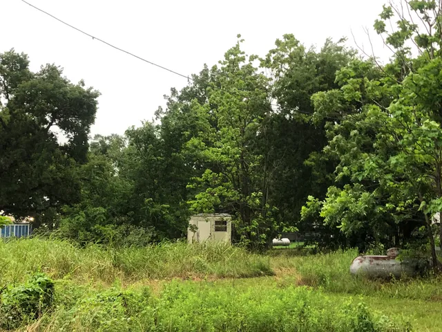 a view of a lush green space