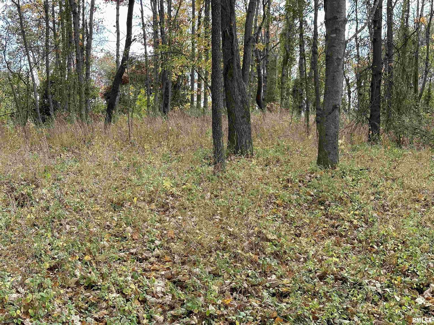 0 East Freesia Road Mulkeytown, IL 62865 - Photo 14 of 26 a backyard of a house with lots of green space