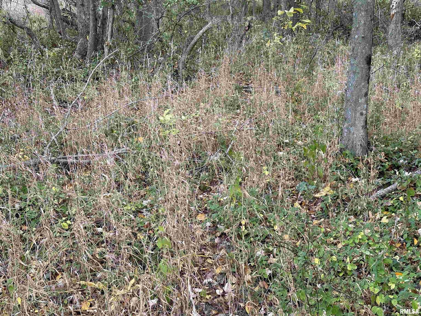 0 East Freesia Road Mulkeytown, IL 62865 - Photo 15 of 26 a view of a lush green forest