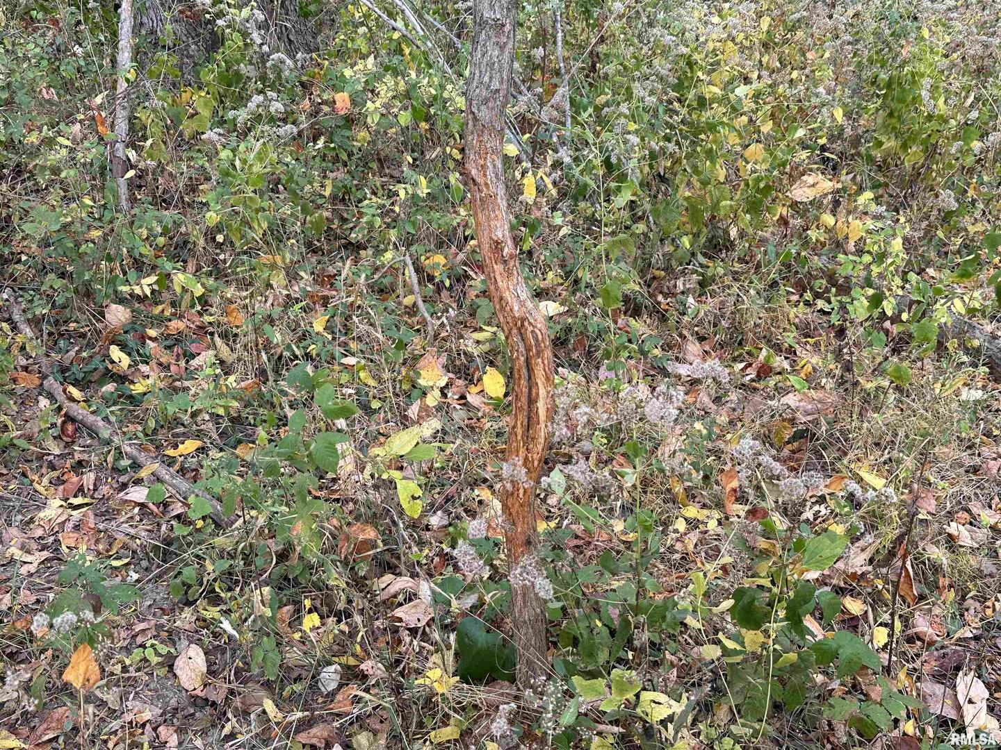 0 East Freesia Road Mulkeytown, IL 62865 - Photo 17 of 26 a view of a tree