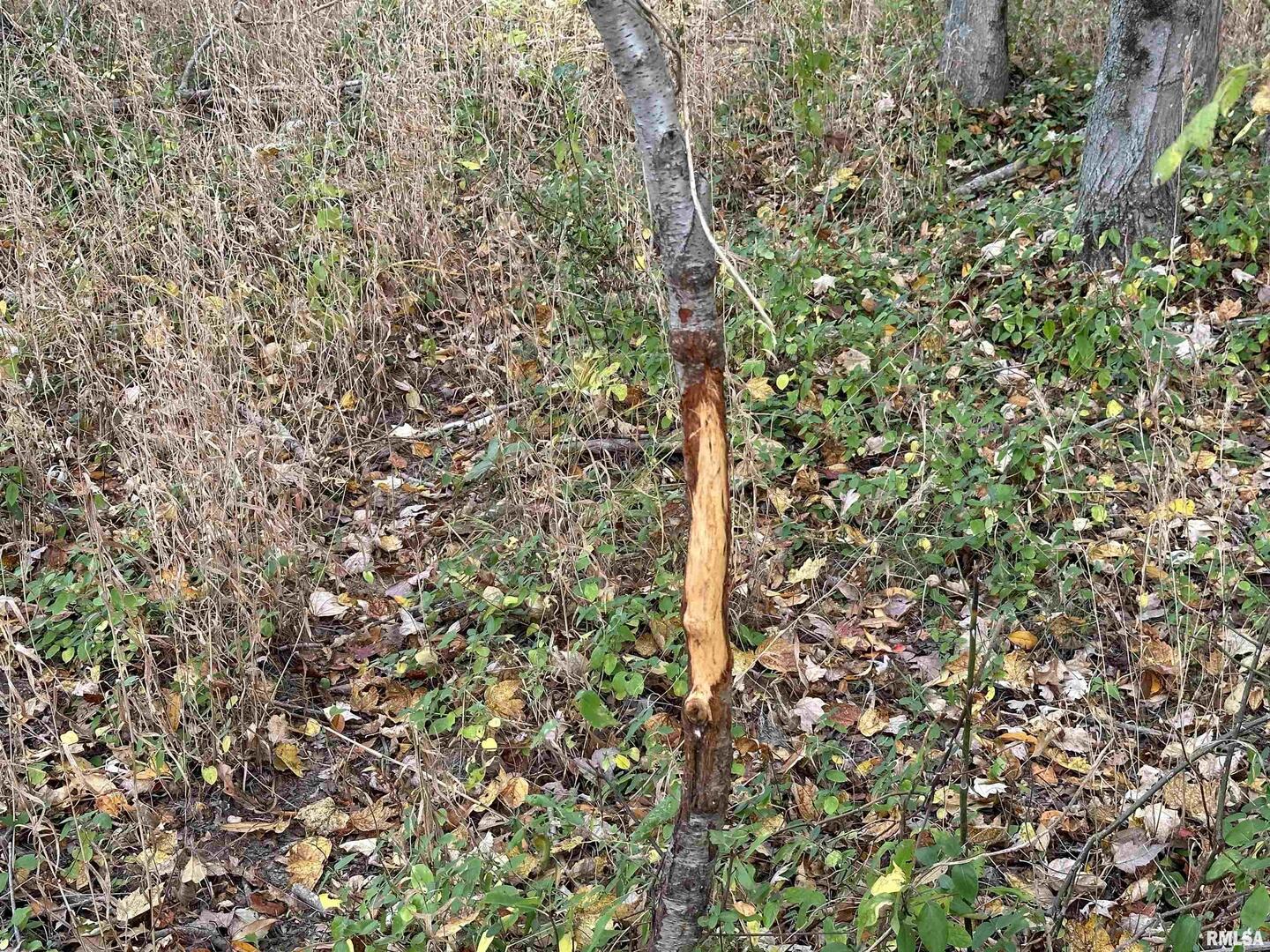 0 East Freesia Road Mulkeytown, IL 62865 - Photo 18 of 26 a view of a tree