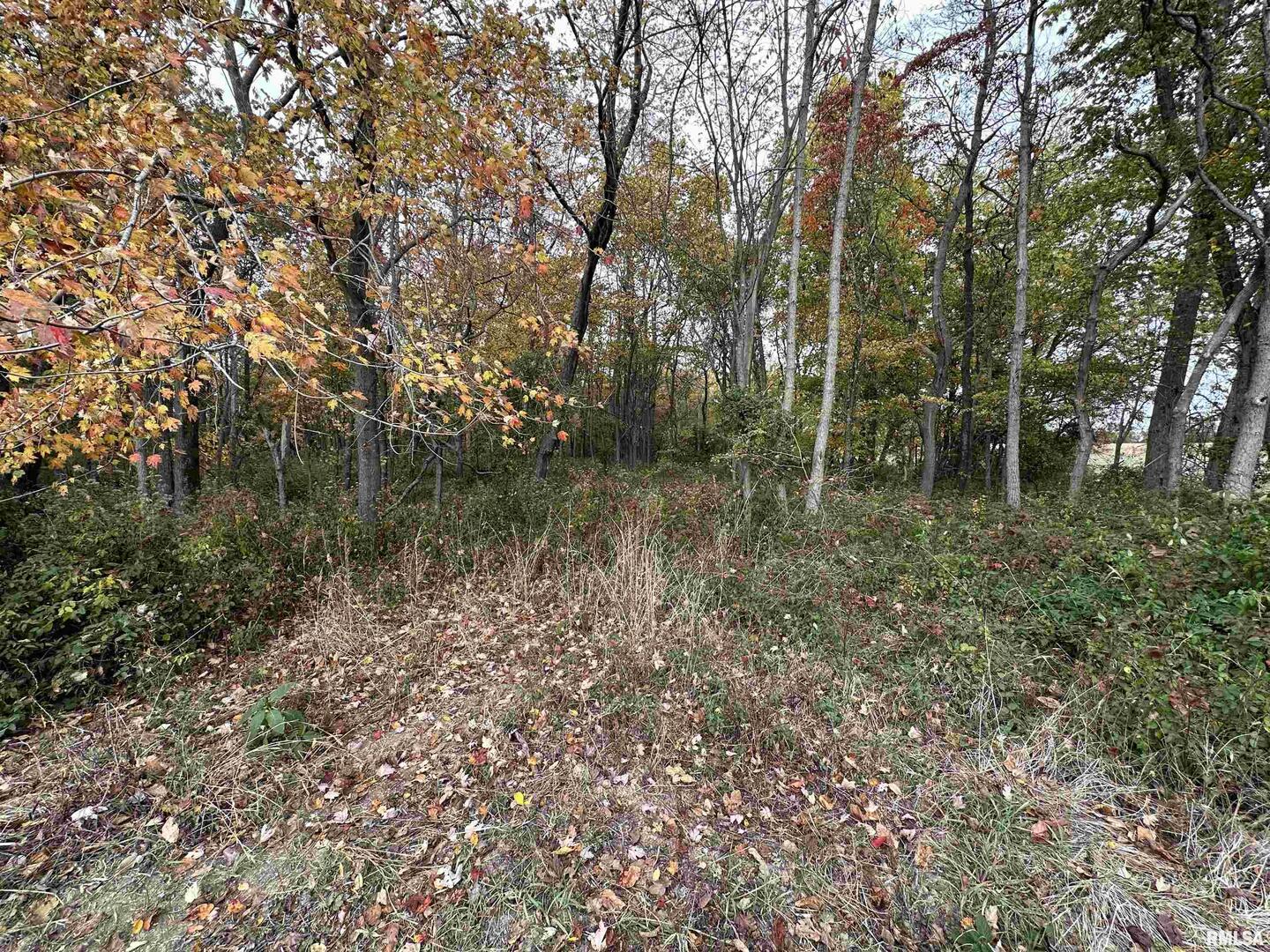 0 East Freesia Road Mulkeytown, IL 62865 - Photo 10 of 26 a view of a lake with large trees