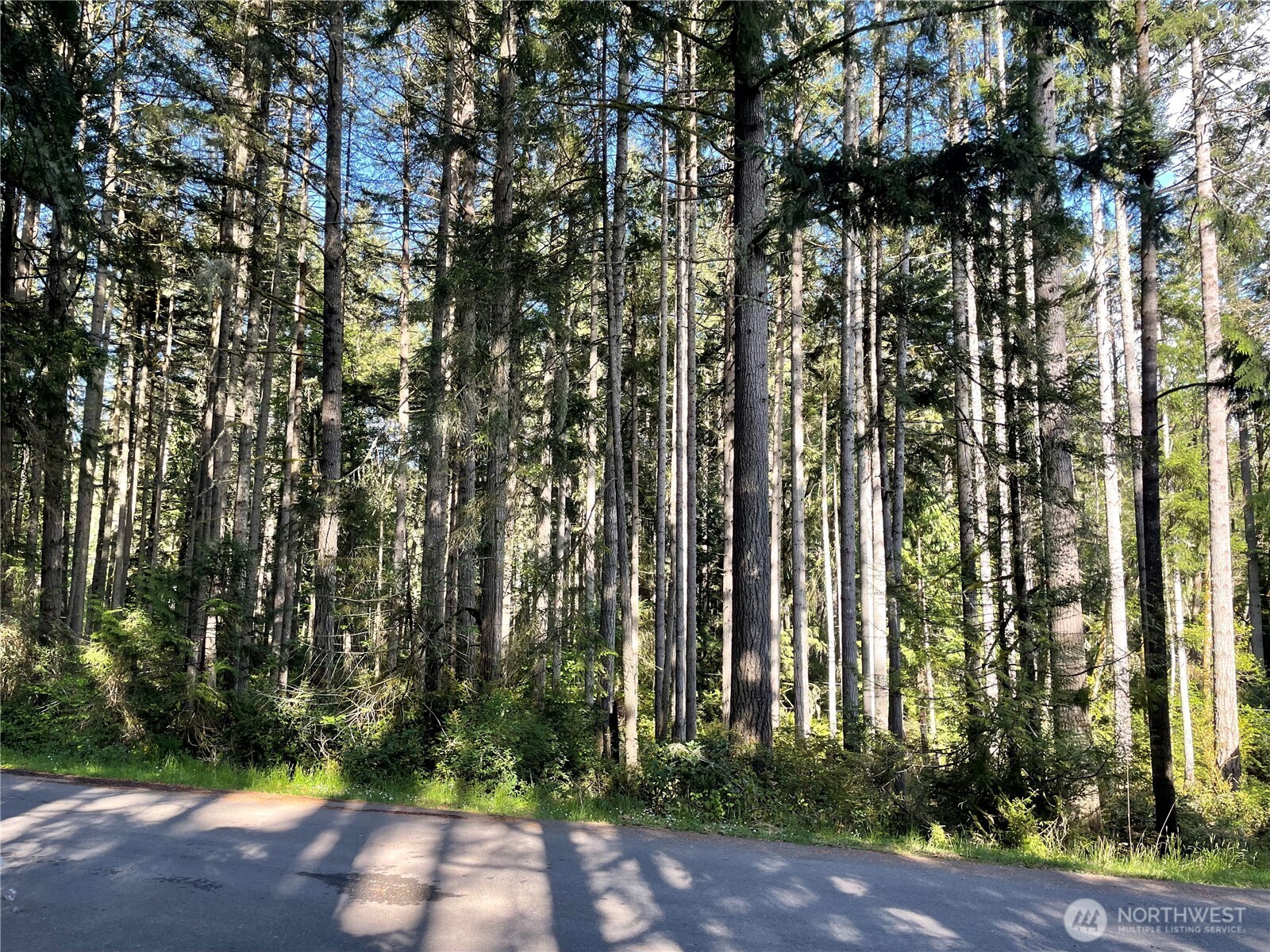 11024 Cascade Place Anderson Island, WA 98303 - Photo 2 of 8 a view of a garden with plants