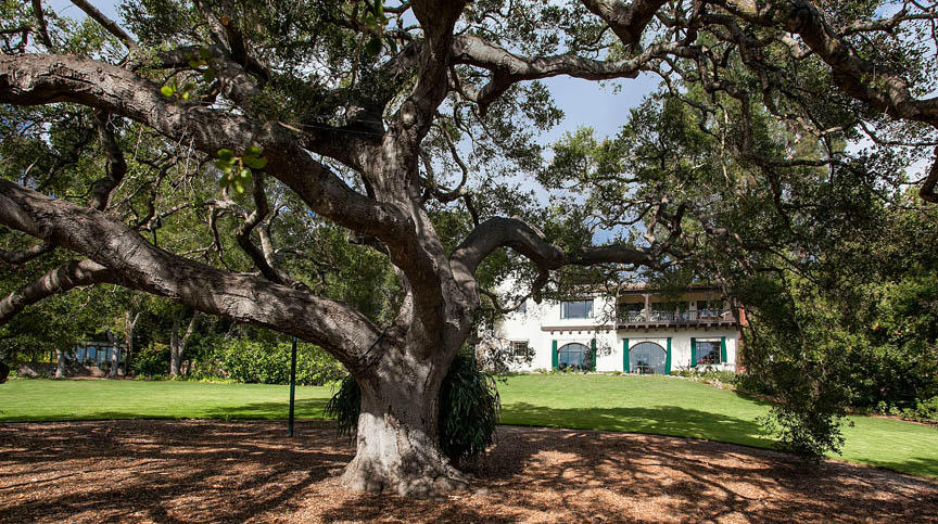 930 Lilac Drive Montecito, CA 93108 - Photo 3 of 25 a tree in a yard with a tree