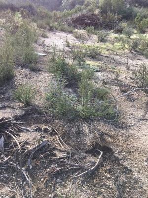 0 Lakeside Drive, Unit 1 Mountain Ranch, CA 95246 - Photo 11 of 11 Partially cleared homesite