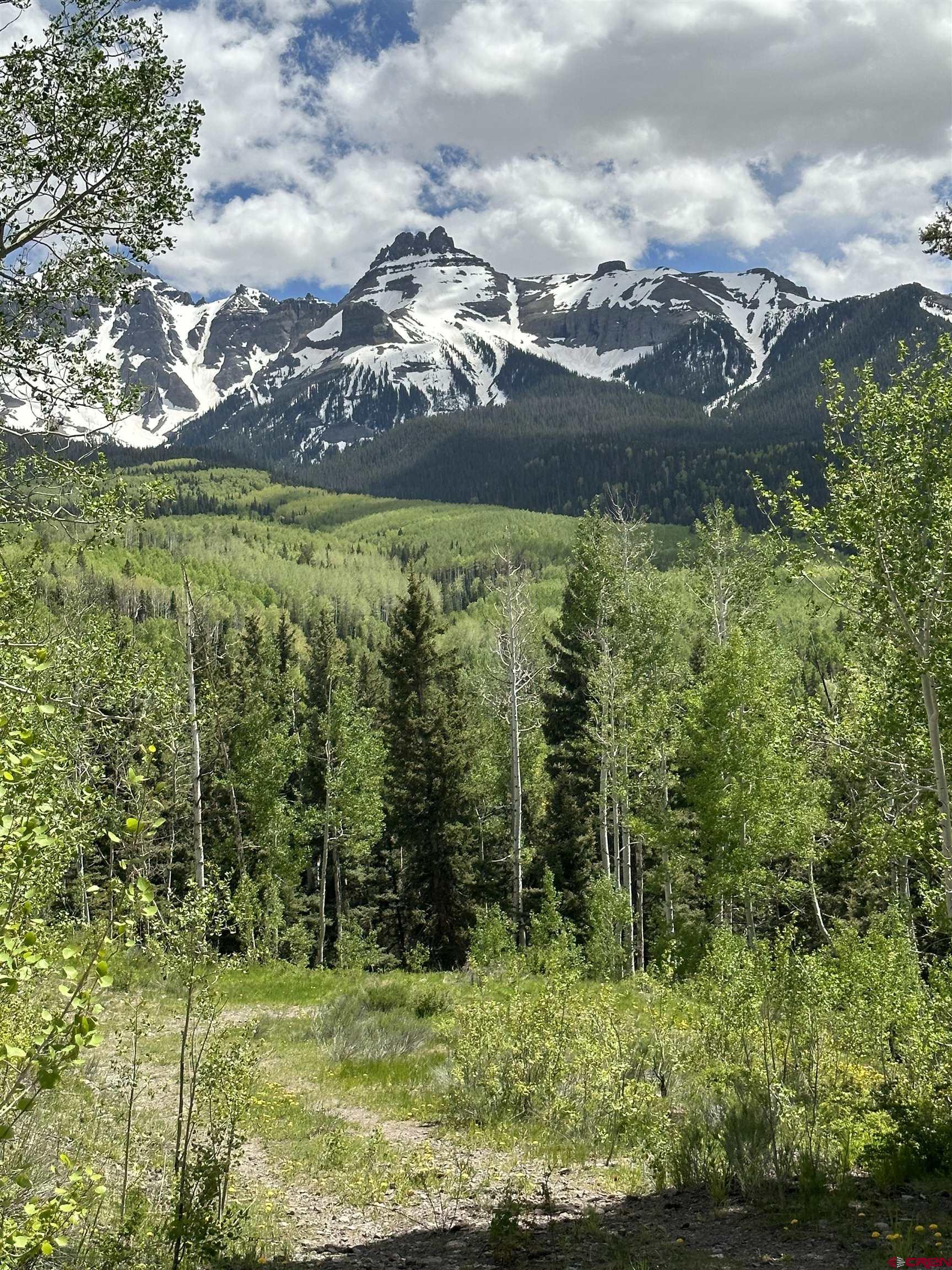 13 County Road 5 Ridgway, CO 81432 - Photo 19 of 23 a view of a lush green forest with lots of trees