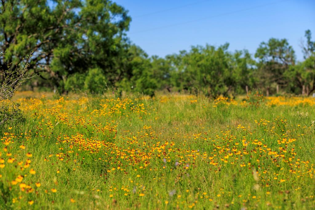 3610 Welgehausen Road Fredericksburg, TX 78624 - Photo 35 of 43 a view of yard with green space