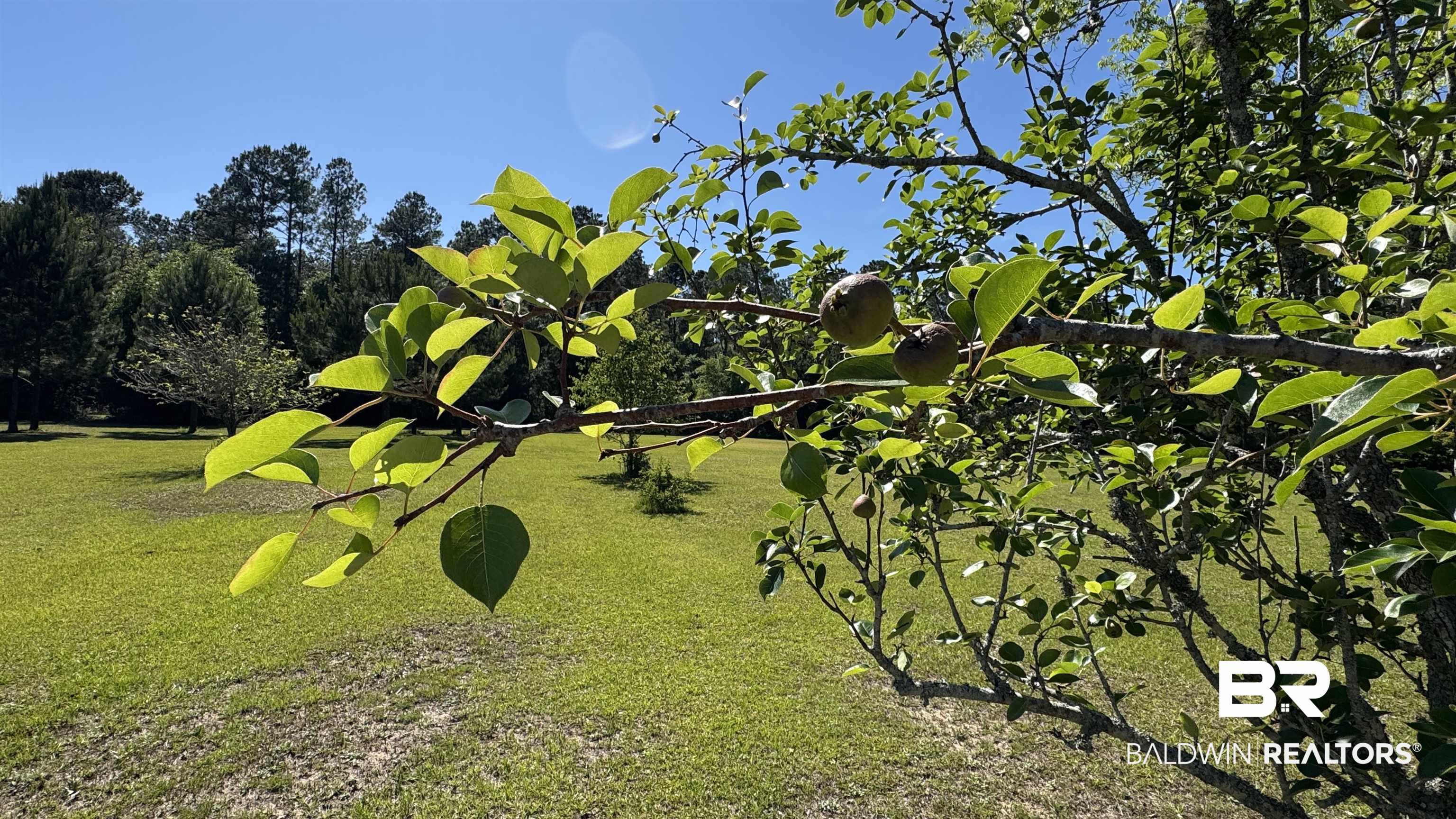 33370 Highway 98 Lillian, AL 36549 - Photo 47 of 58 Expansive green lawn surrounded by mature trees, featuring a fruit-bearing tree in the foreground under a clear sky