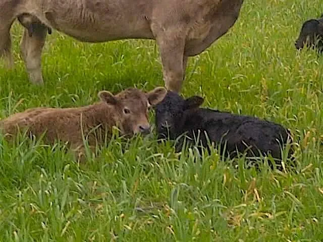 $990,000 | 1500 Cr 102 Road, Mount Calm, TX 76673