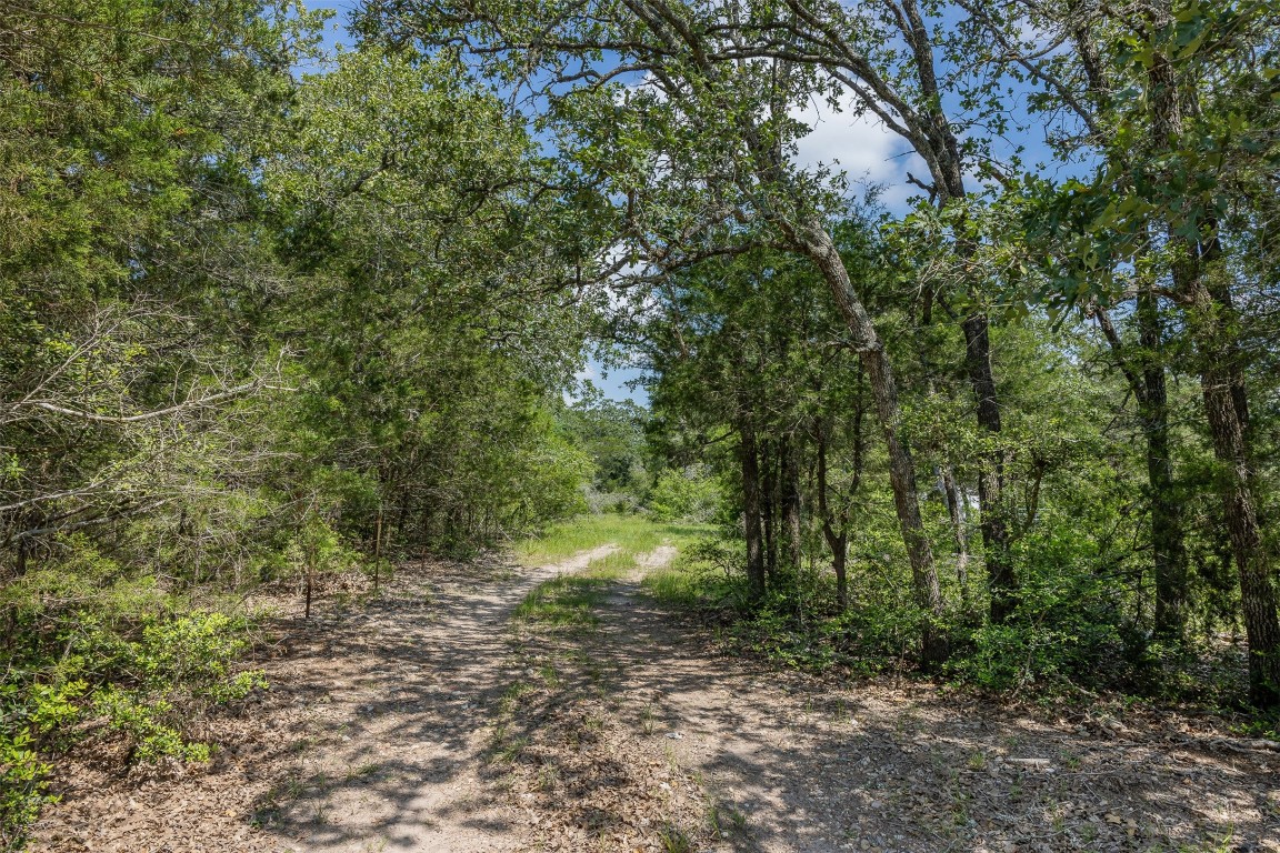 Tbd Halamicek Loop Fayetteville, TX 78940 - Photo 11 of 41 a view of a forest with trees in the background