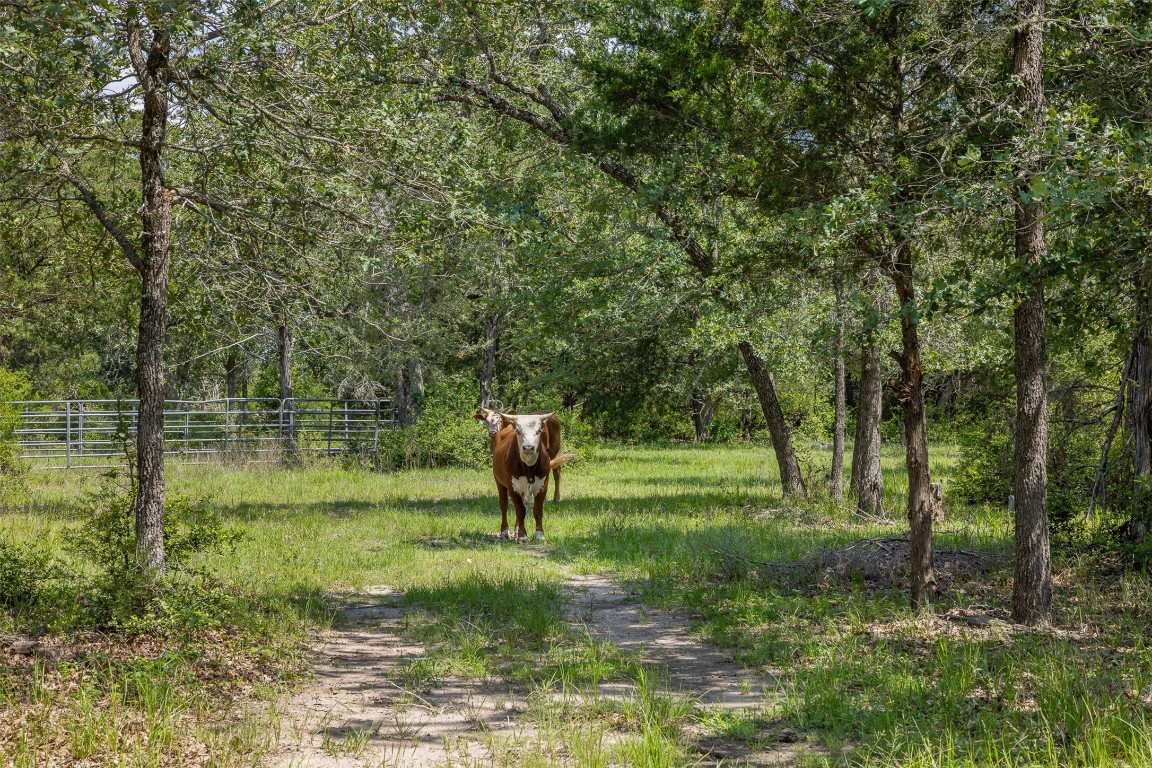 Tbd Halamicek Loop Fayetteville, TX 78940 - Photo 14 of 41