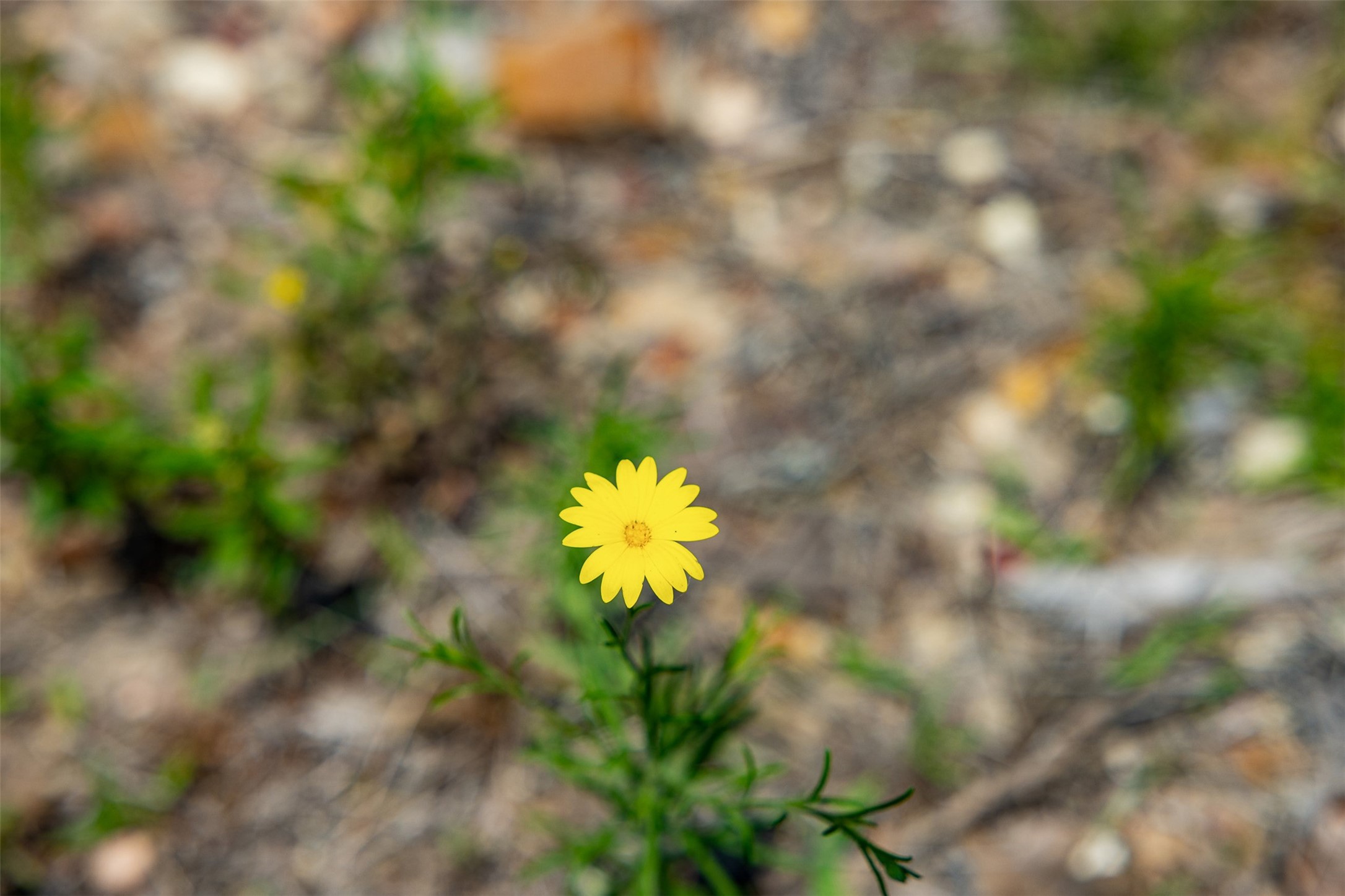 Tbd Halamicek Loop Fayetteville, TX 78940 - Photo 16 of 34 a view of a yard