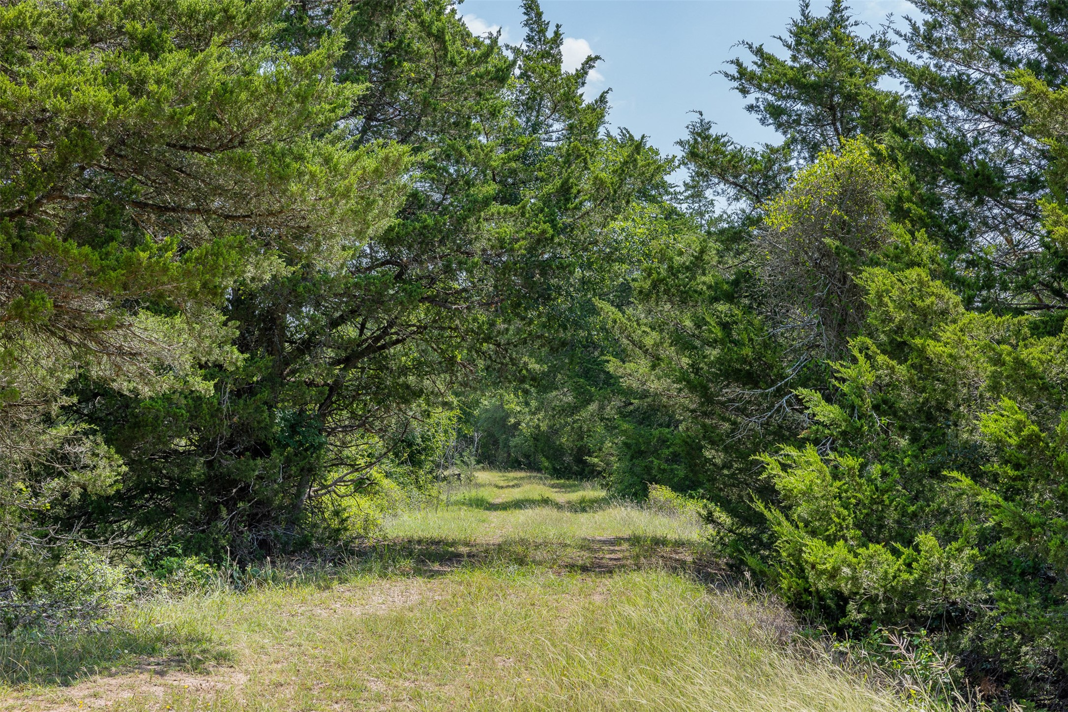 Tbd Halamicek Loop Fayetteville, TX 78940 - Photo 25 of 34 a view of a yard with a tree