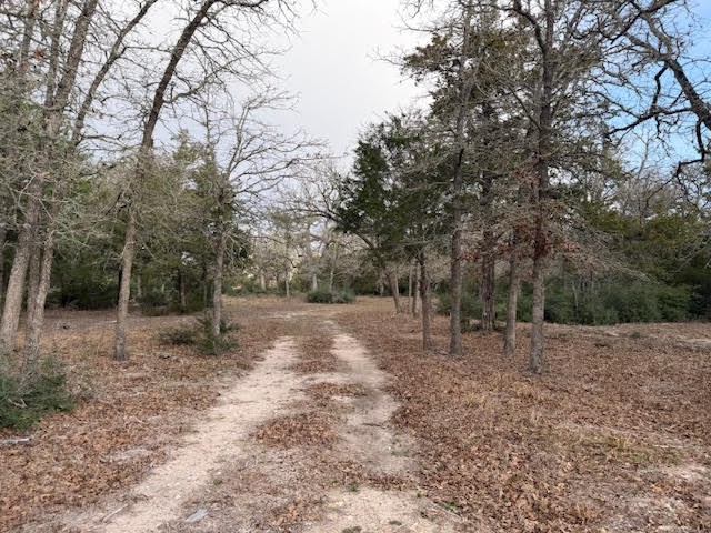 Tbd Halamicek Loop Fayetteville, TX 78940 - Photo 41 of 41 a view of a forest with trees in the background
