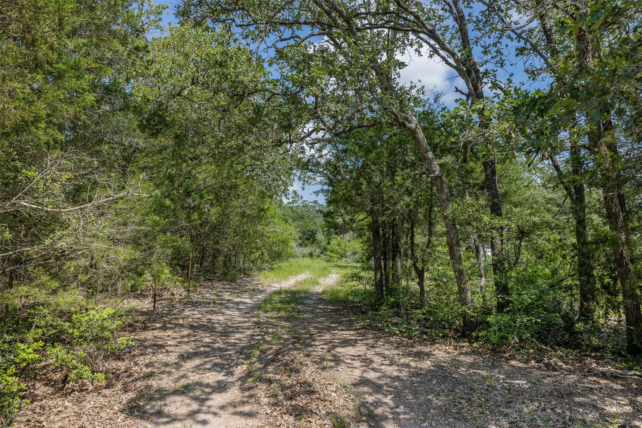 Tbd Halamicek Loop Fayetteville, TX 78940 - Photo 10 of 34 a view of a forest with trees in the background