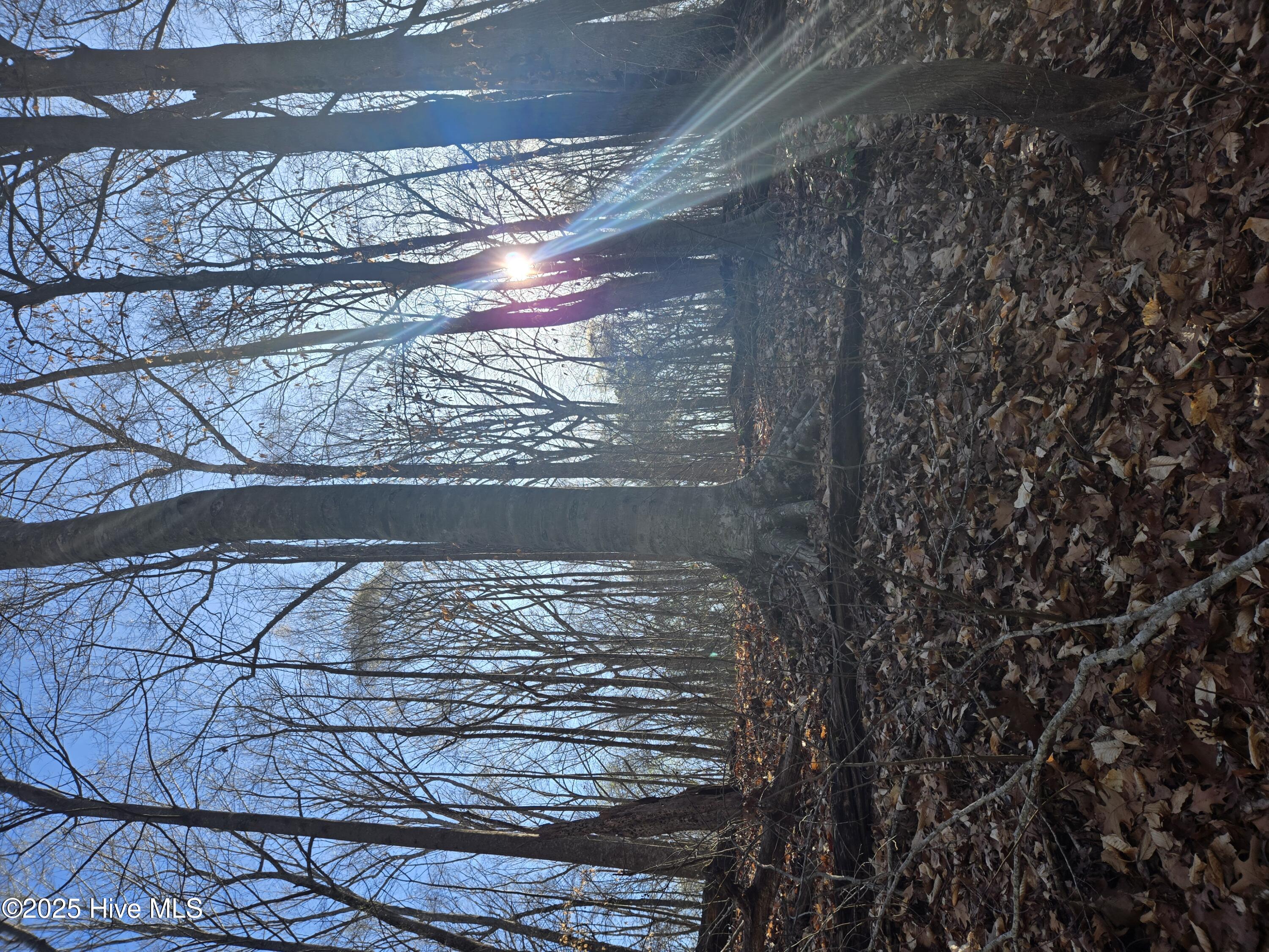 3739 Ballard Road Oak City, NC 27857 - Photo 1 of 15 Mature hardwood forest