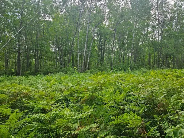 $53,000 | Lot 4-blk Southwest 1st Avenue, Grand Rapids, MN 55744