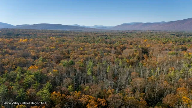 a view of a forest with trees
