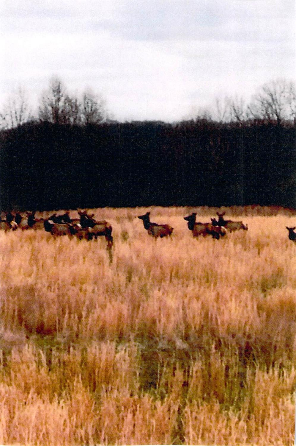 99999 Lost Fork Road Manchester, KY 40962 - Photo 3 of 5 Photo 3