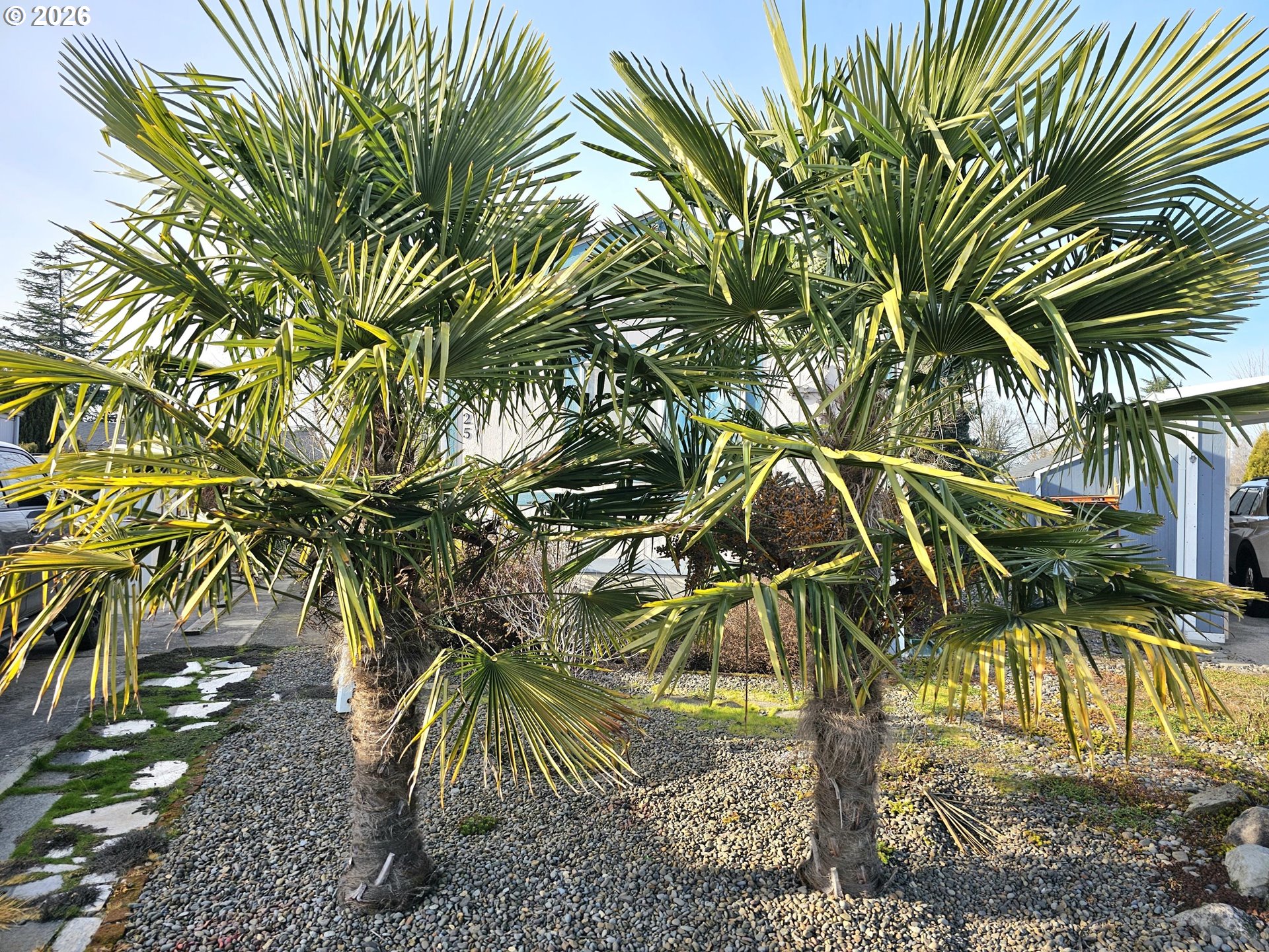 612 North Cascade Drive, Unit 25 Woodburn, OR 97071 - Photo 15 of 17 a view of a palm tree
