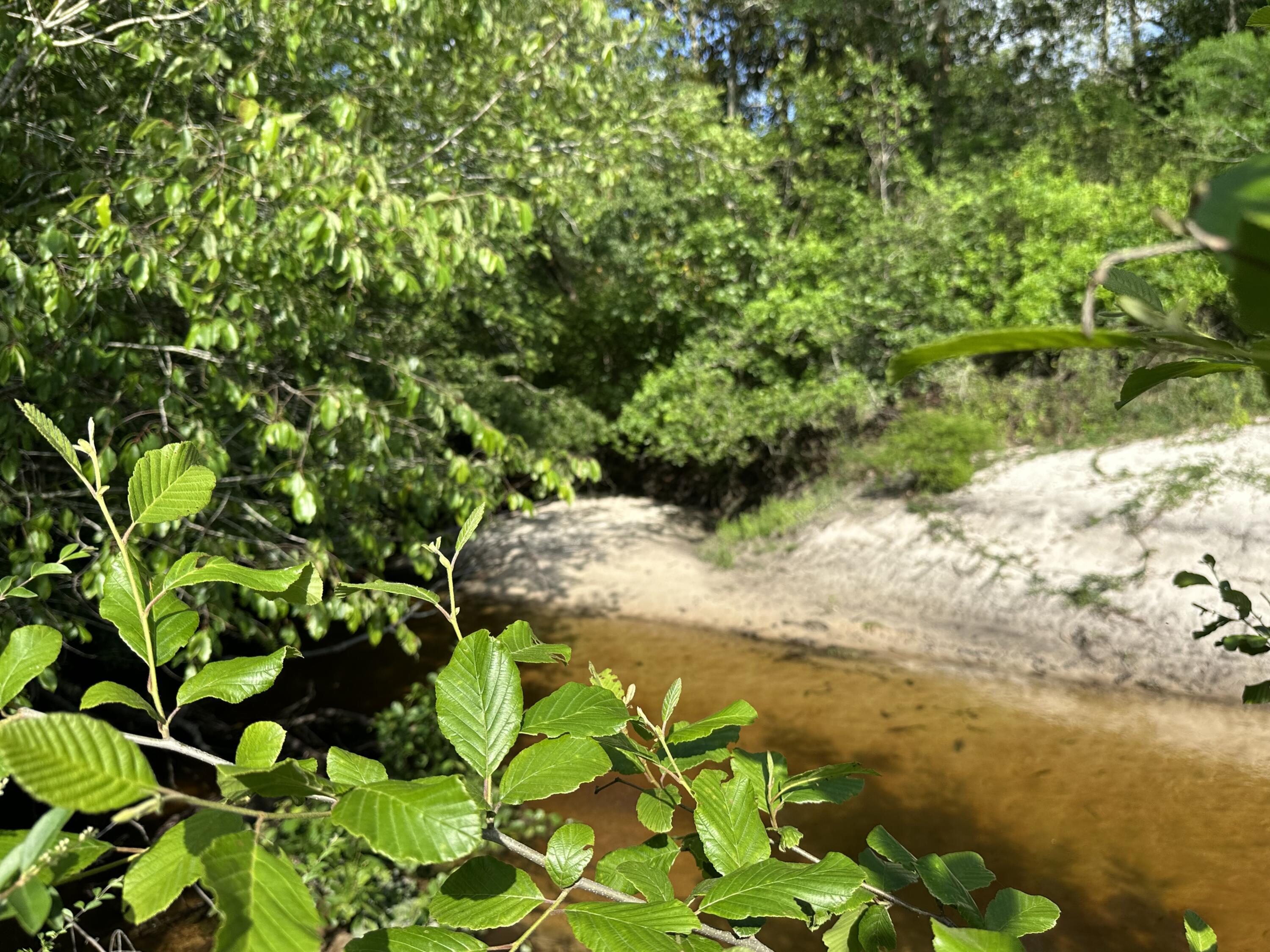 261.6-ac Millside Road Laurel Hill, FL 32567 - Photo 12 of 38 a view of a tree with a plant