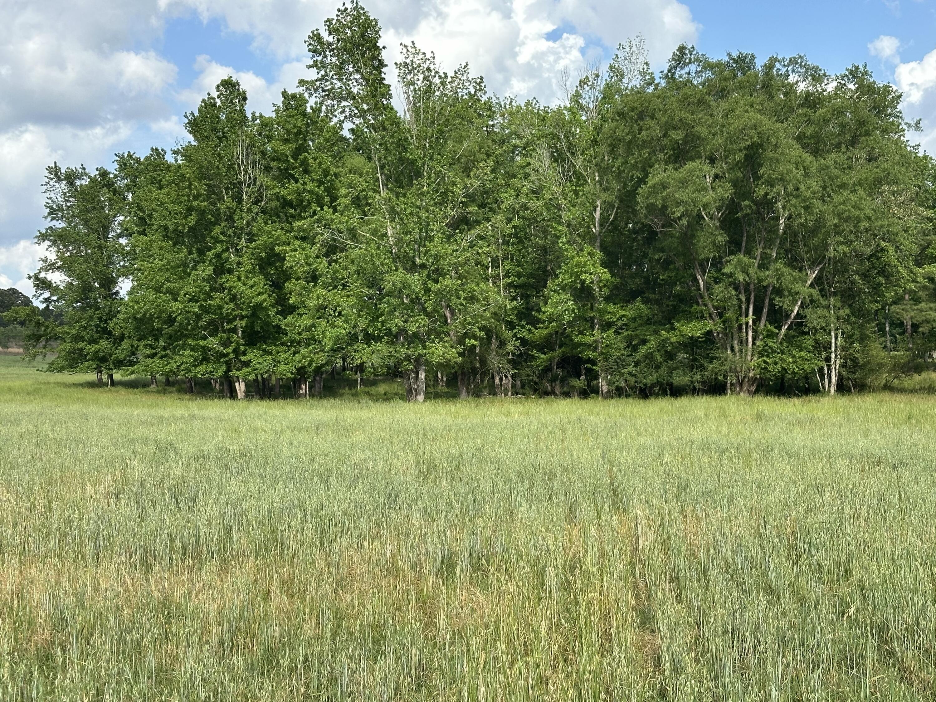 261.6-ac Millside Road Laurel Hill, FL 32567 - Photo 15 of 38 a view of outdoor space and yard
