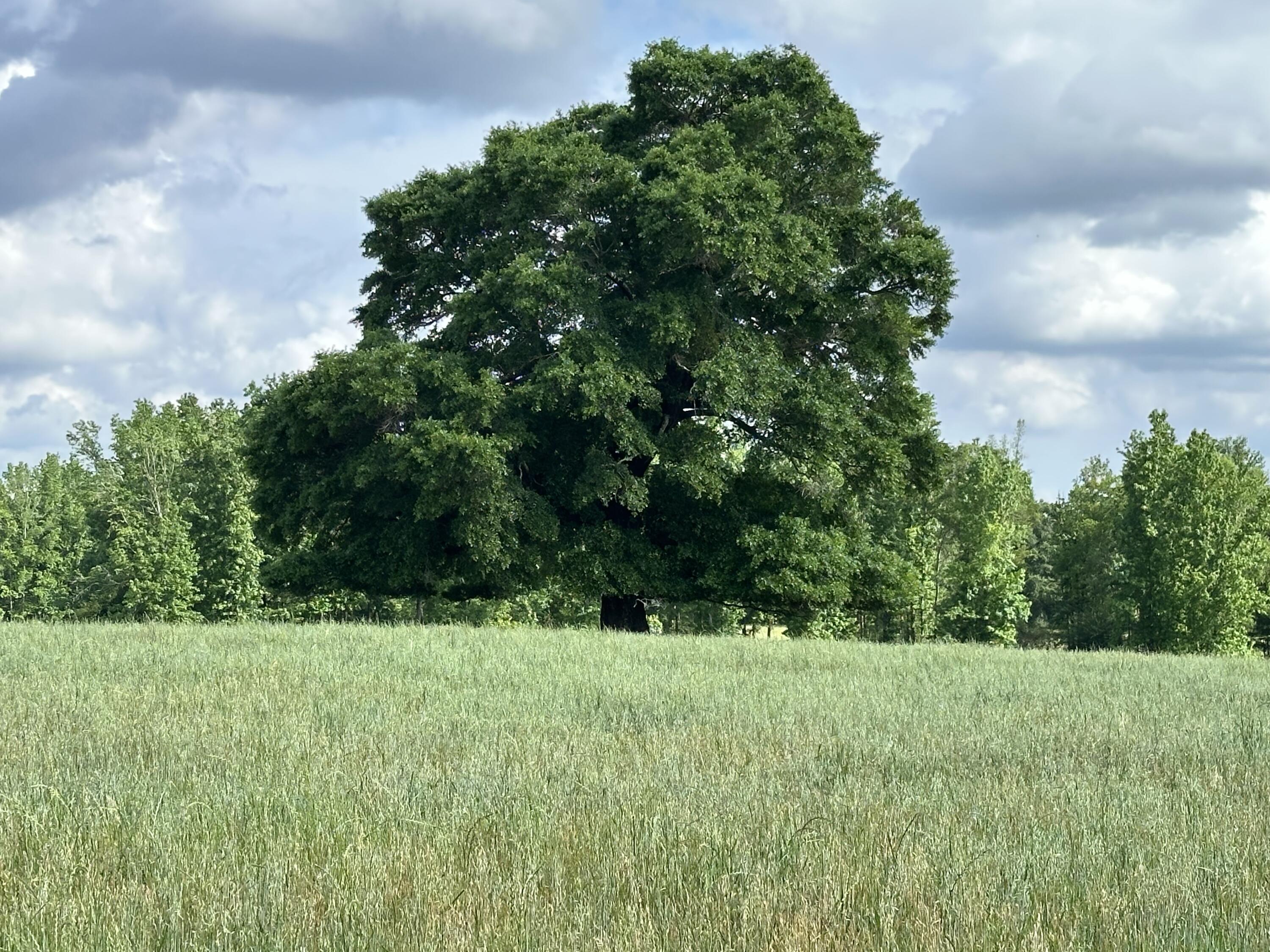 261.6-ac Millside Road Laurel Hill, FL 32567 - Photo 16 of 38 a view of green field with trees in the background