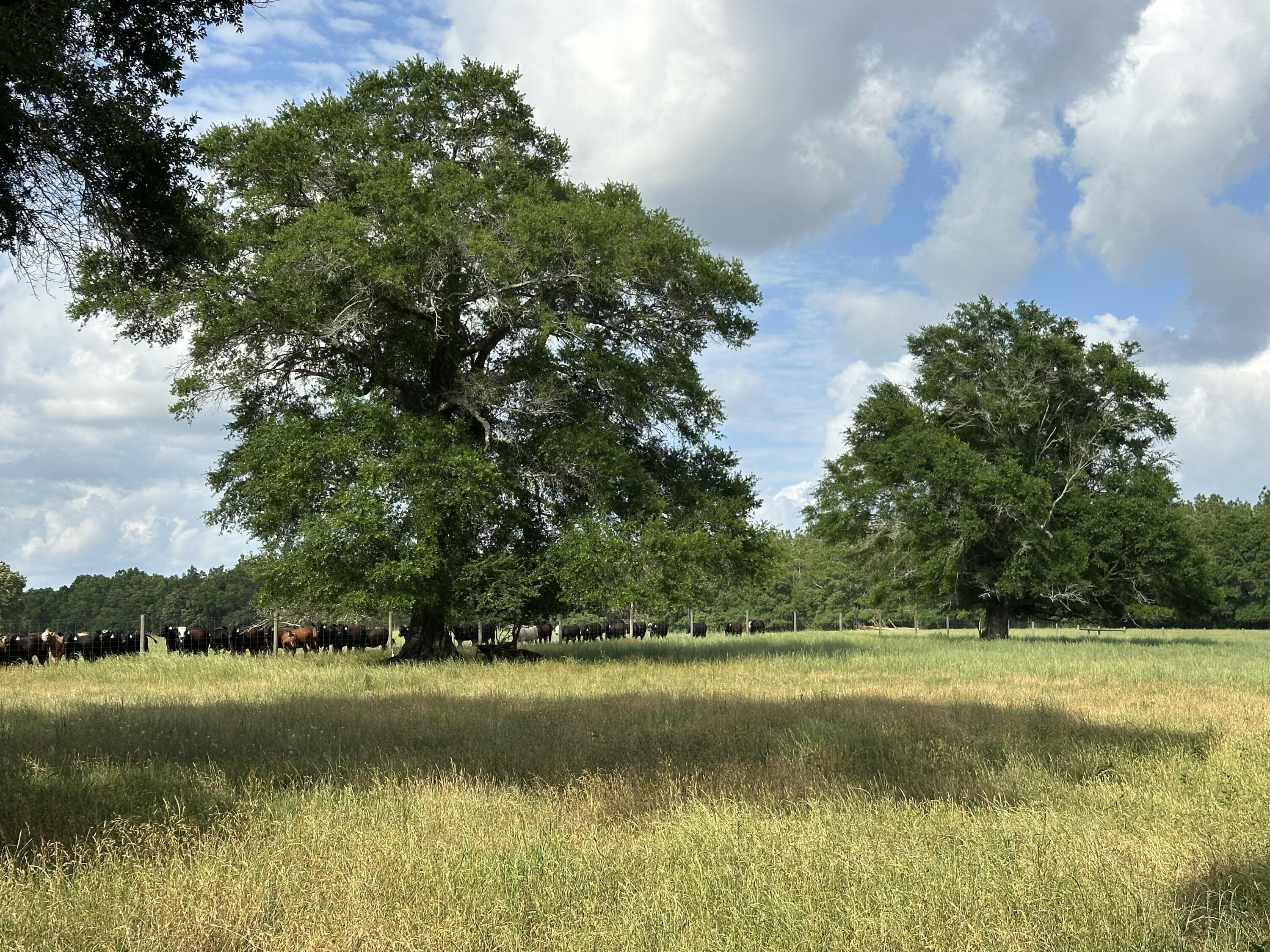 261.6-ac Millside Road Laurel Hill, FL 32567 - Photo 17 of 38 a view of lake view