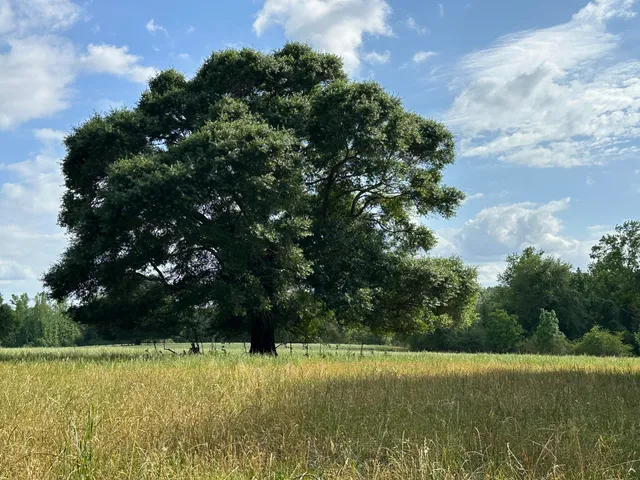 a view of a lot of trees