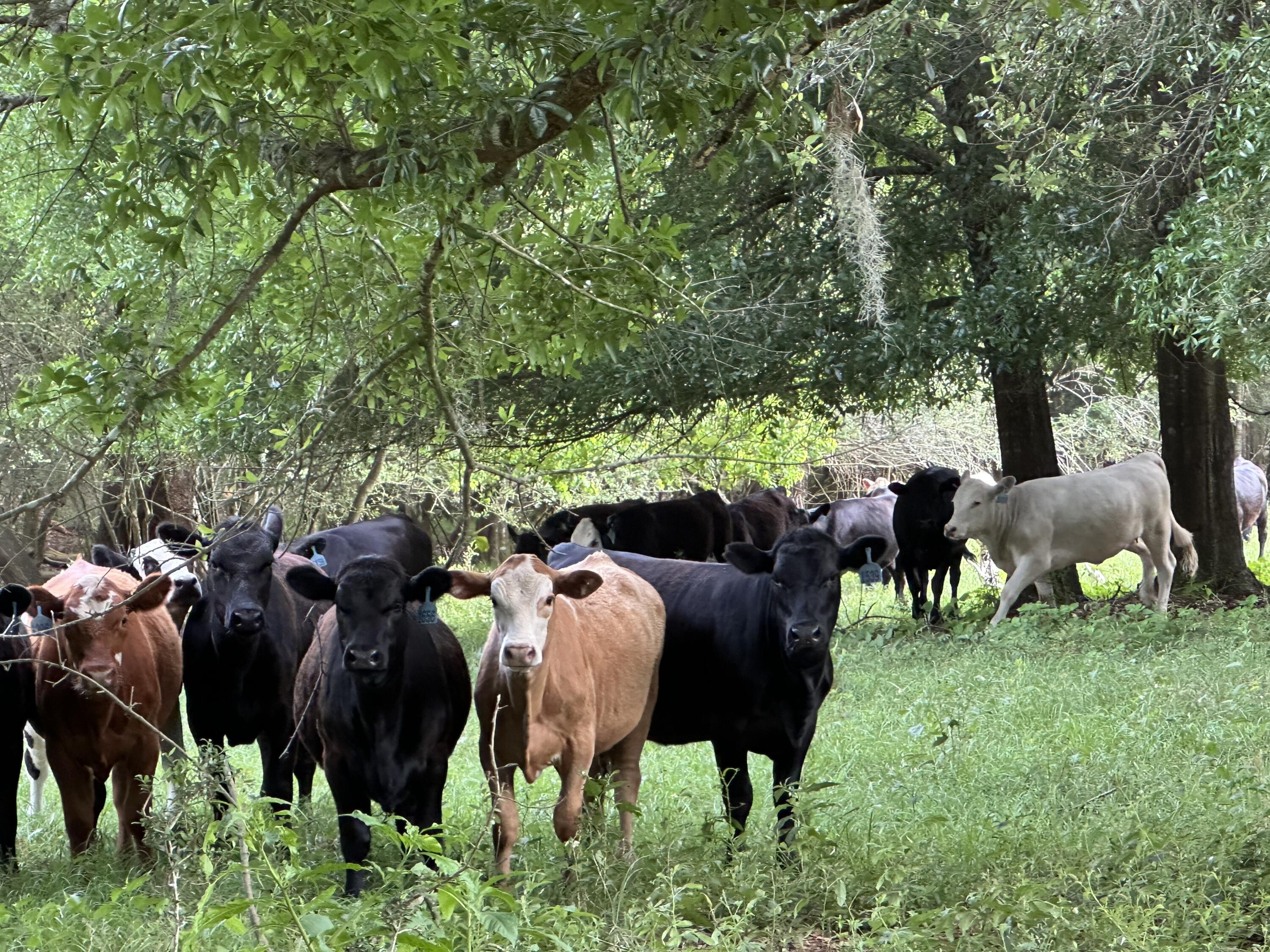 261.6-ac Millside Road Laurel Hill, FL 32567 - Photo 20 of 38 a front view of a house with garden