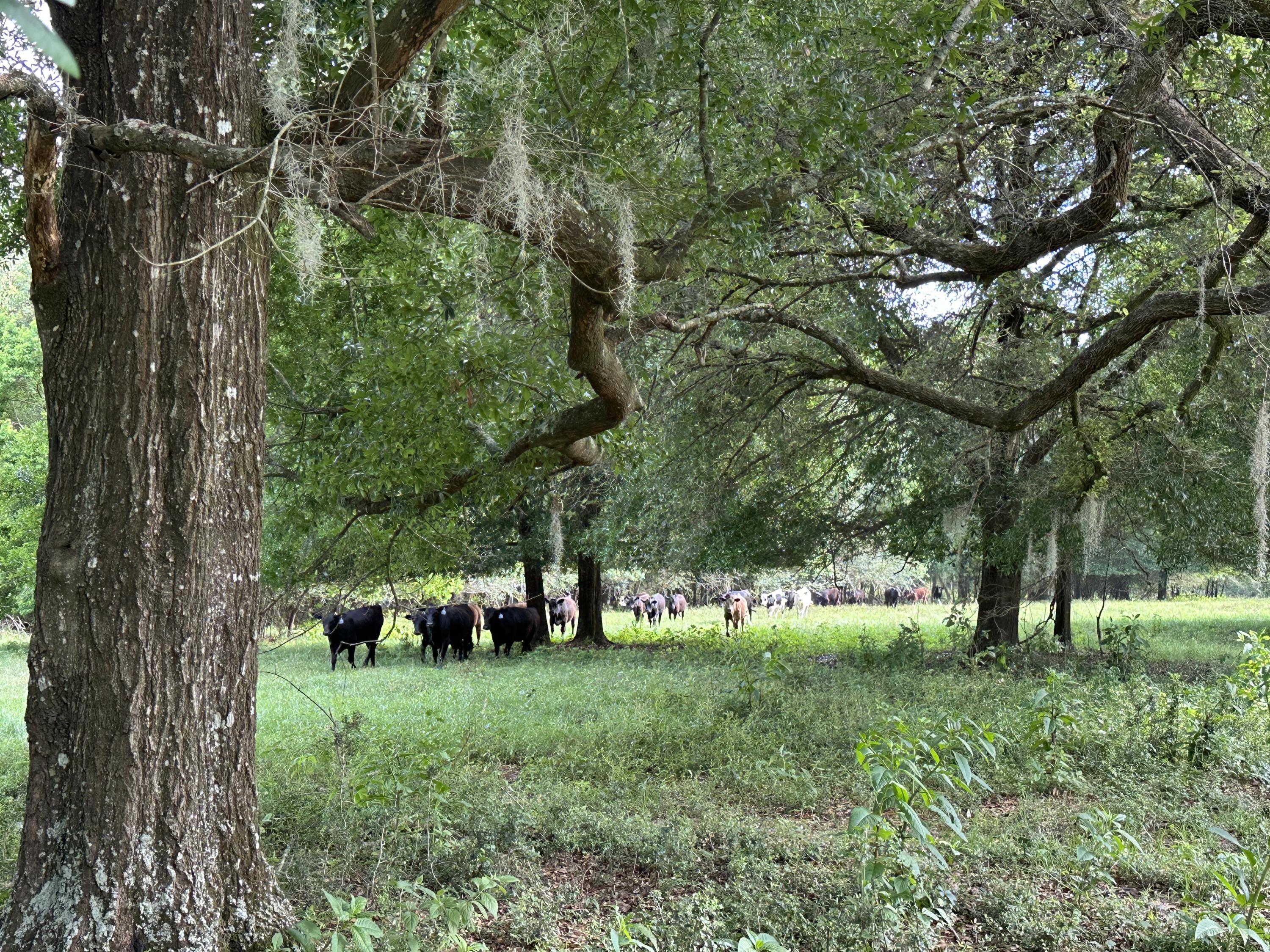 261.6-ac Millside Road Laurel Hill, FL 32567 - Photo 21 of 38 a view of green field with trees