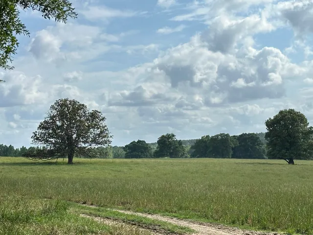 a view of a big yard