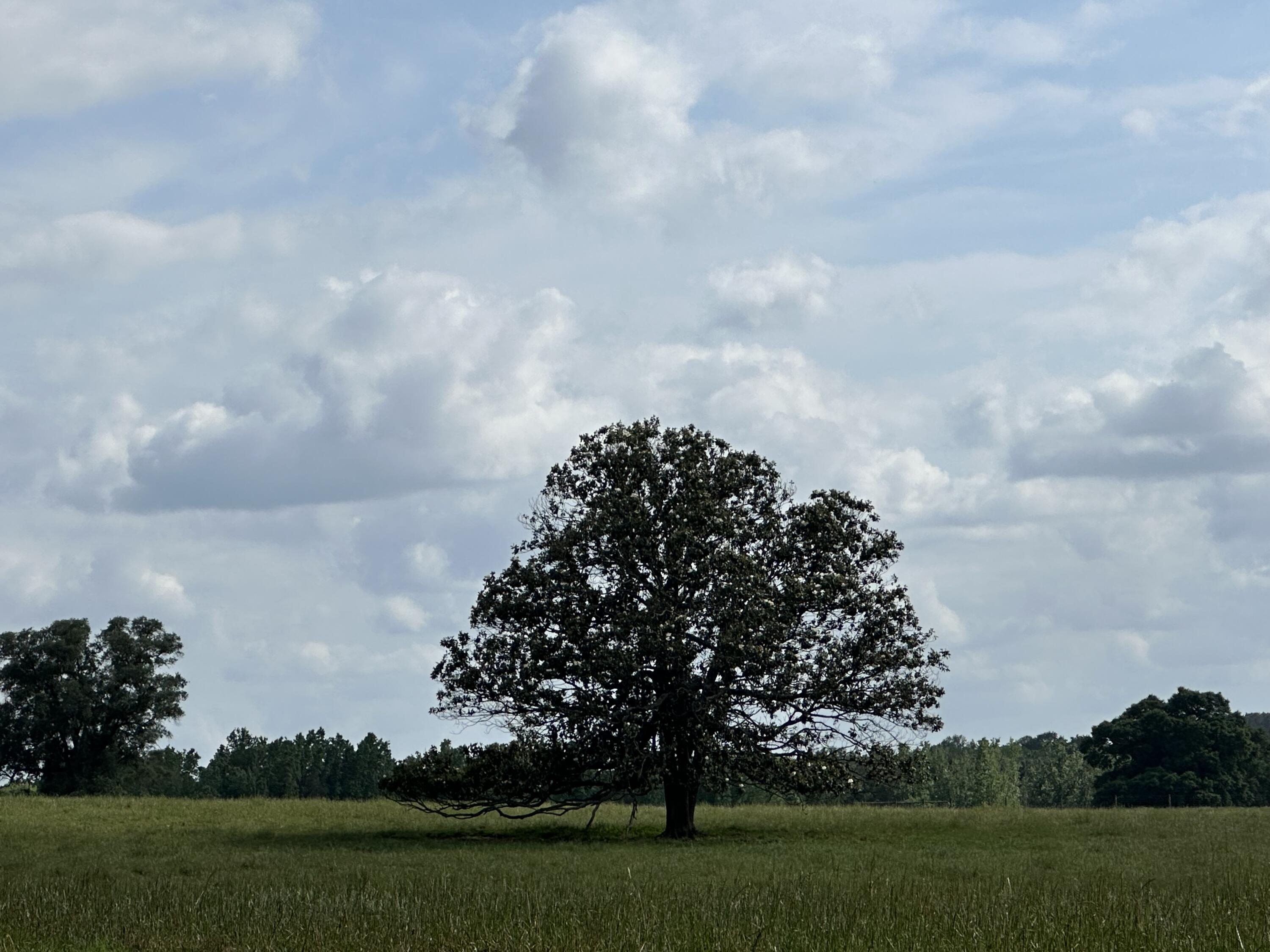 261.6-ac Millside Road Laurel Hill, FL 32567 - Photo 23 of 38