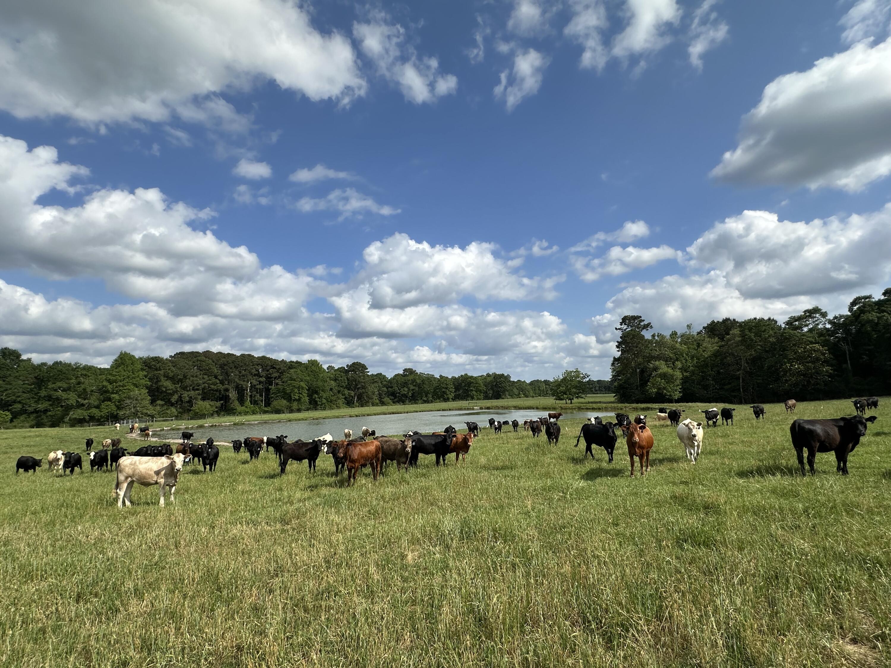 261.6-ac Millside Road Laurel Hill, FL 32567 - Photo 26 of 38 a view of a lake with houses
