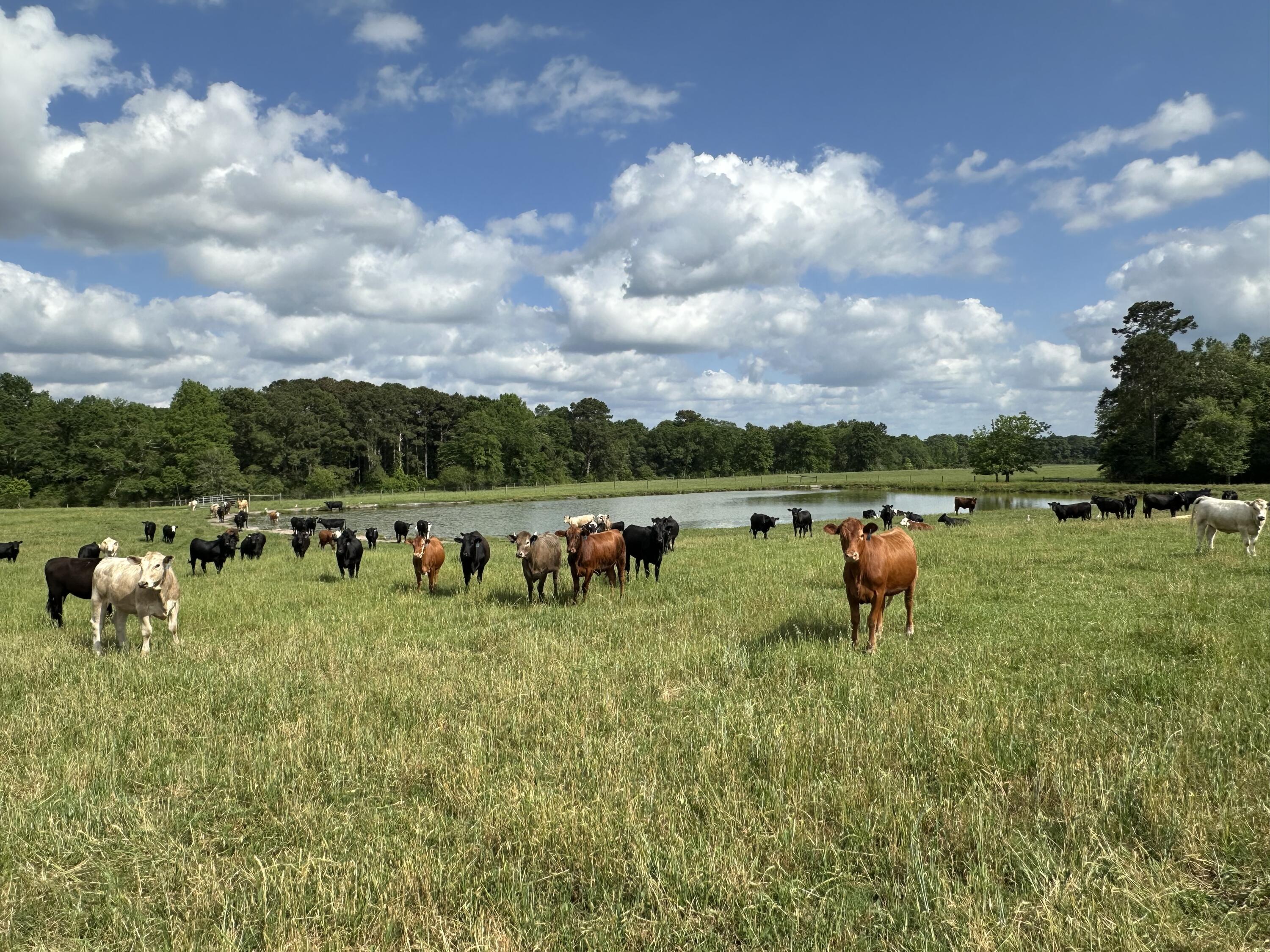 261.6-ac Millside Road Laurel Hill, FL 32567 - Photo 27 of 38 a view of a lake with outdoor space