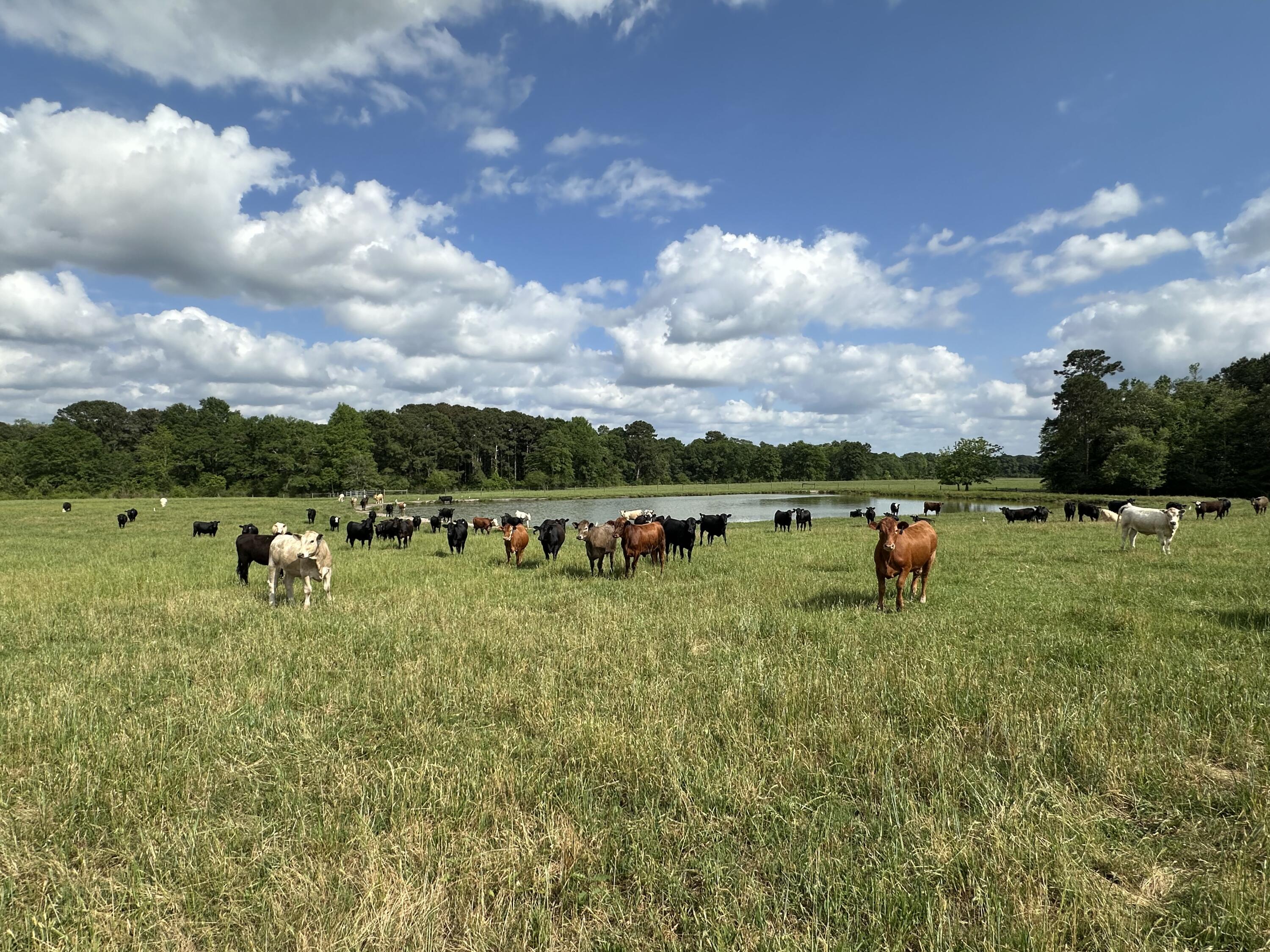 261.6-ac Millside Road Laurel Hill, FL 32567 - Photo 29 of 38 a view of a garden with an outdoor space
