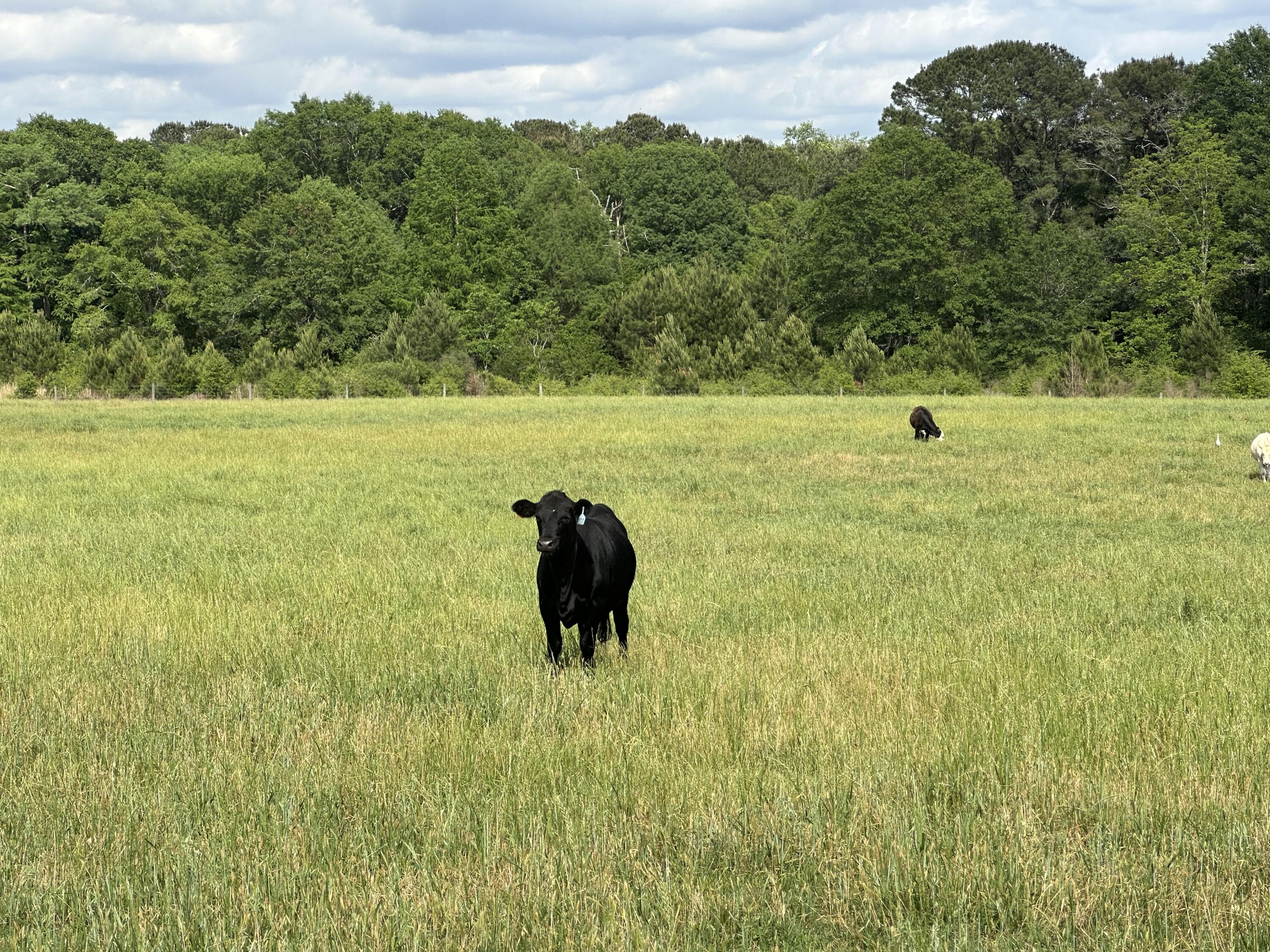 261.6-ac Millside Road Laurel Hill, FL 32567 - Photo 3 of 38