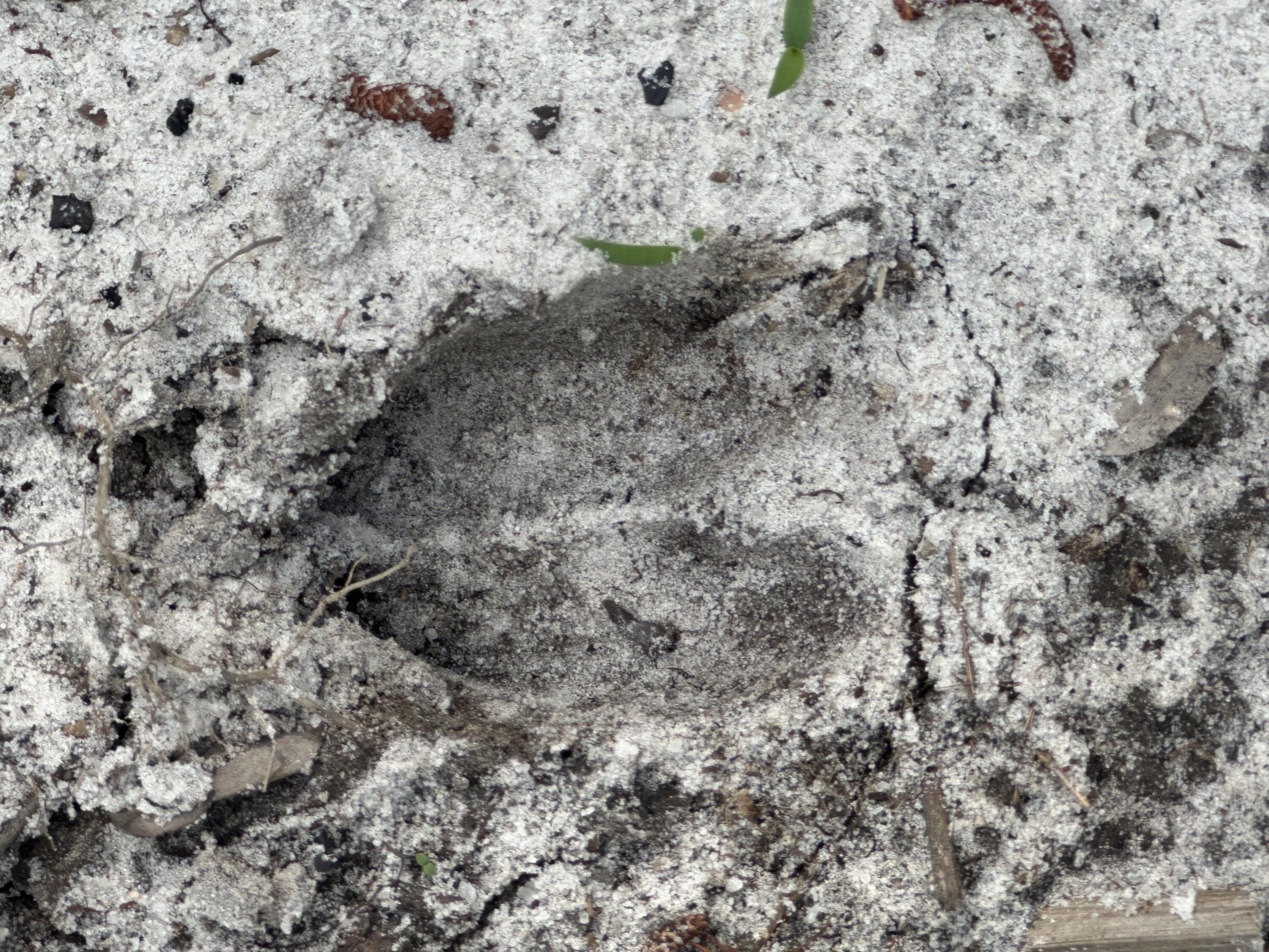 261.6-ac Millside Road Laurel Hill, FL 32567 - Photo 33 of 38 a view of a dry yard