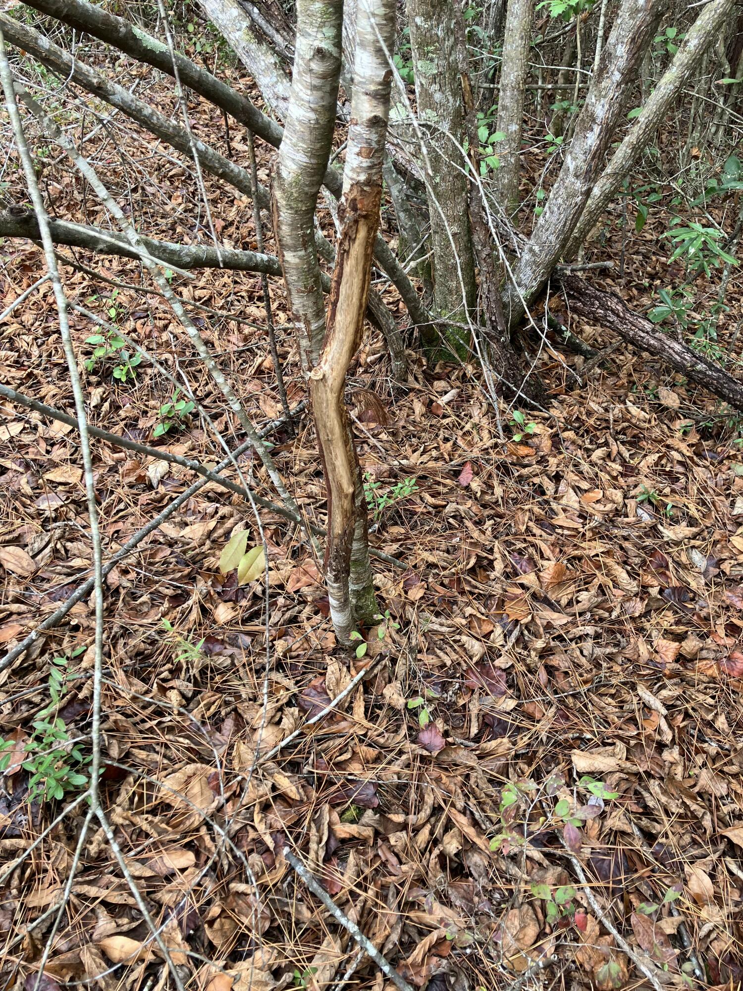261.6-ac Millside Road Laurel Hill, FL 32567 - Photo 34 of 38 a picture of a tree