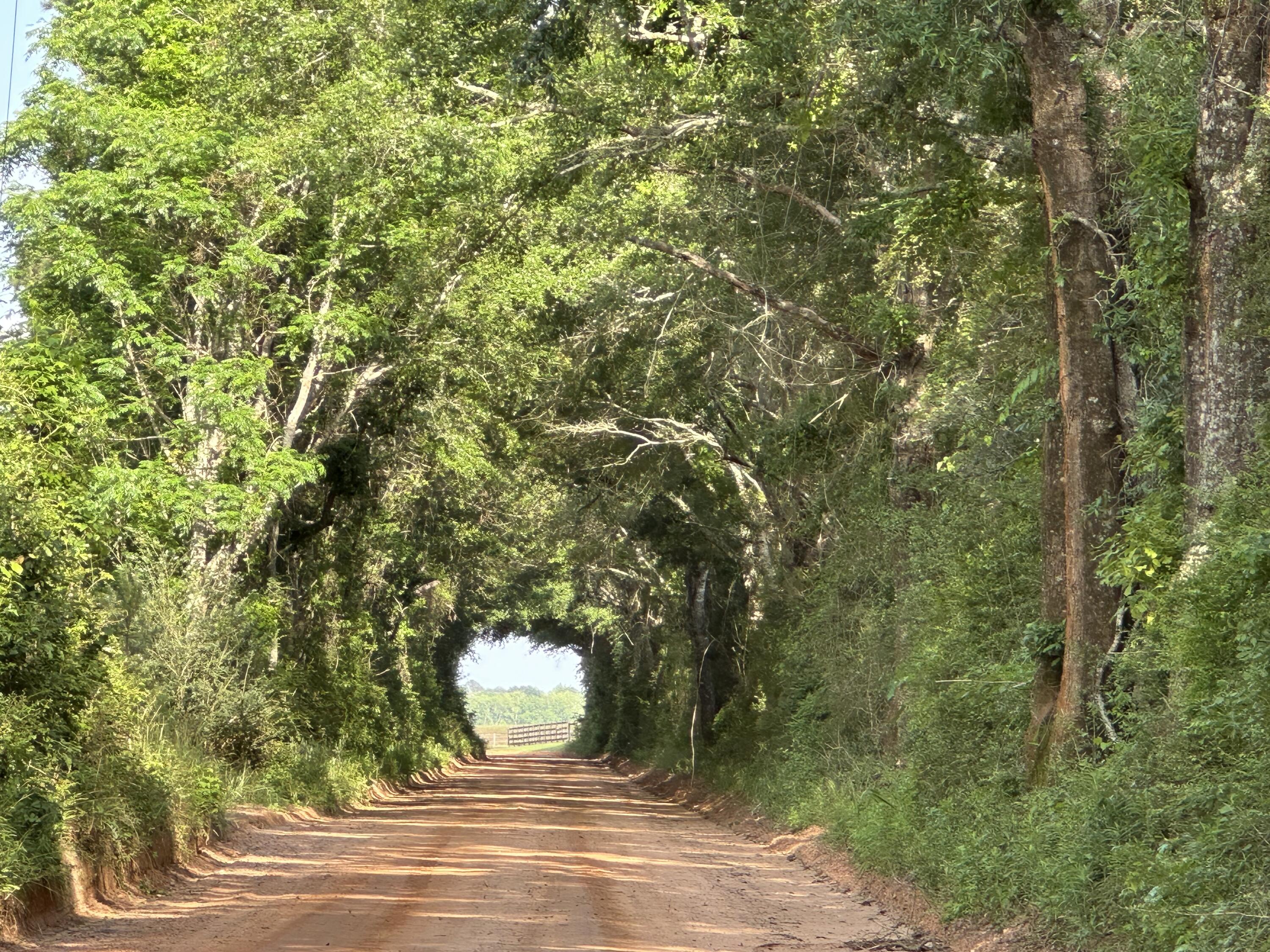 261.6-ac Millside Road Laurel Hill, FL 32567 - Photo 7 of 38 a view of a yard