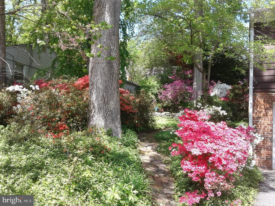 1912 Kimberly Road Silver Spring, MD 20903 - Photo 42 of 45 a picture of flowers