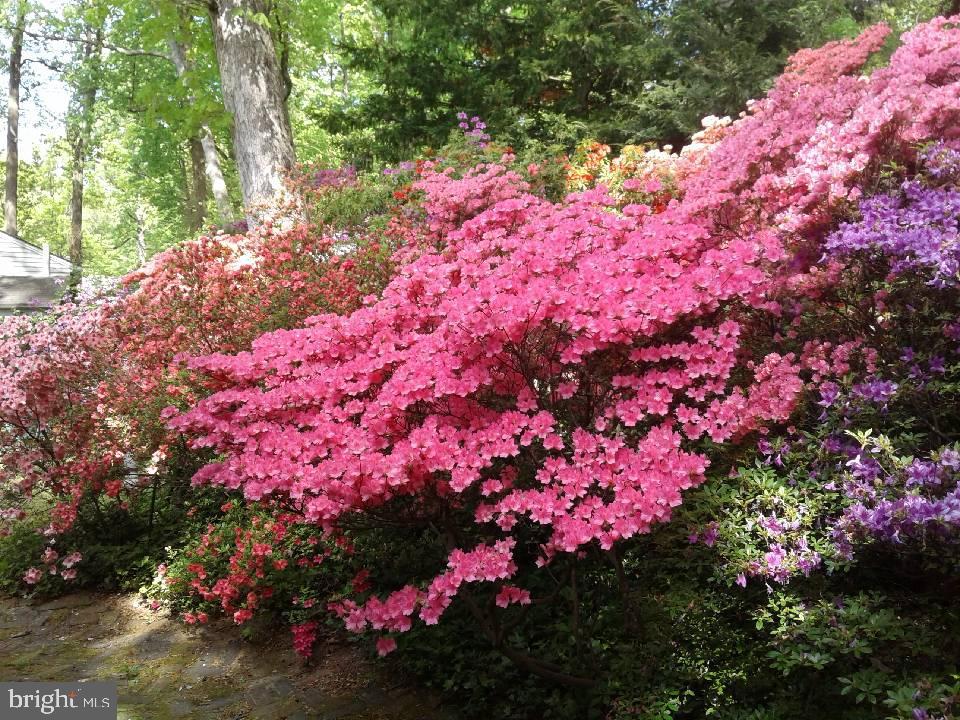 1912 Kimberly Road Silver Spring, MD 20903 - Photo 43 of 45 a view of a flower