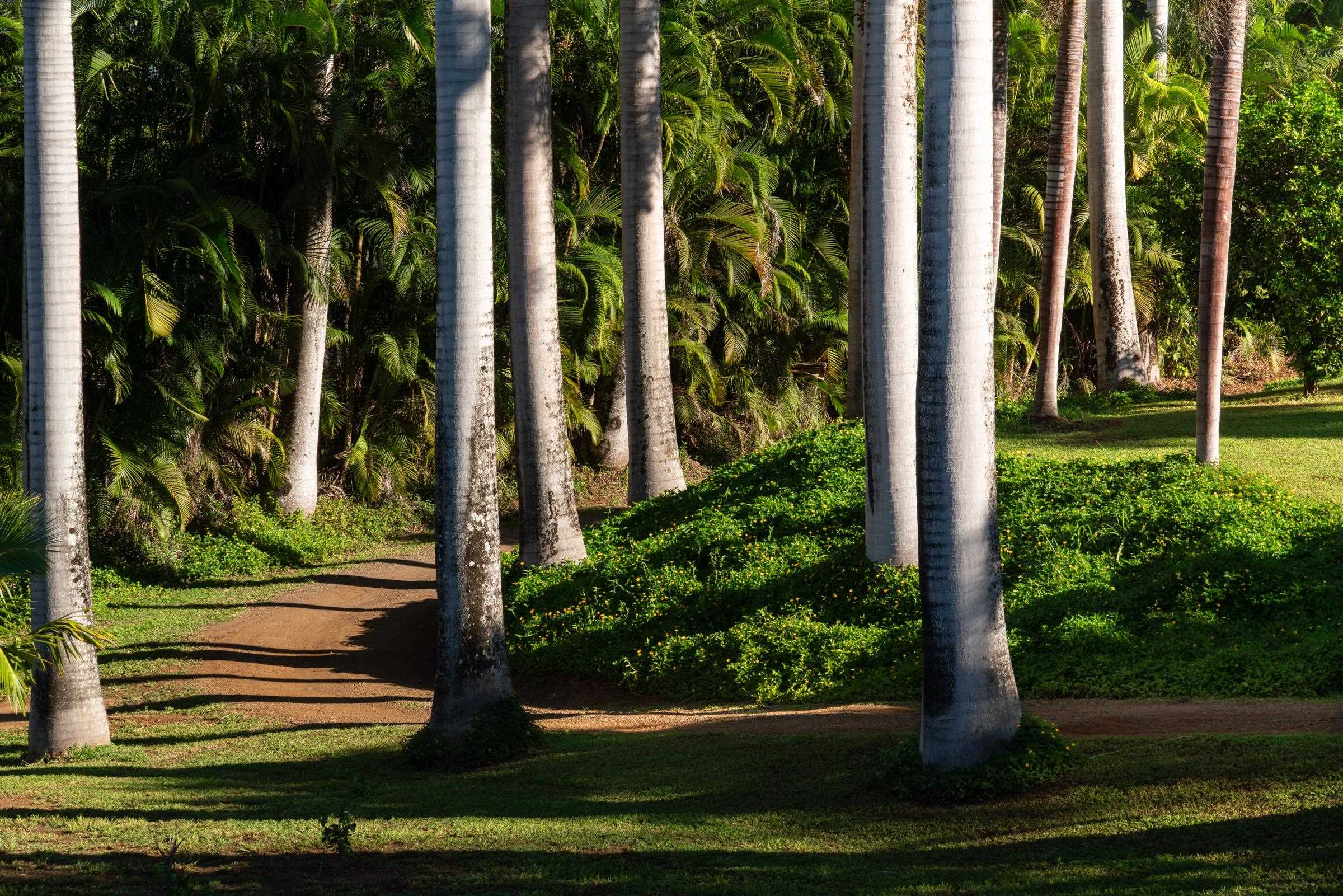 4509 Opana Place Haiku, HI 96708 - Photo 4 of 31 a front view of a house with a yard