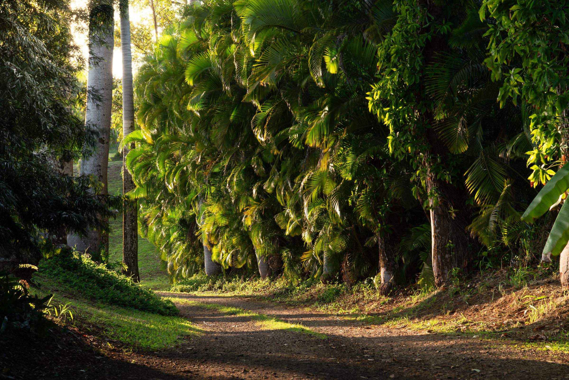 4509 Opana Place Haiku, HI 96708 - Photo 5 of 31 a view of a yard