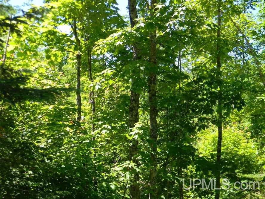 Tbd Asumaa Rd 120 Acres Atlantic Mine, MI 49905 - Photo 11 of 12