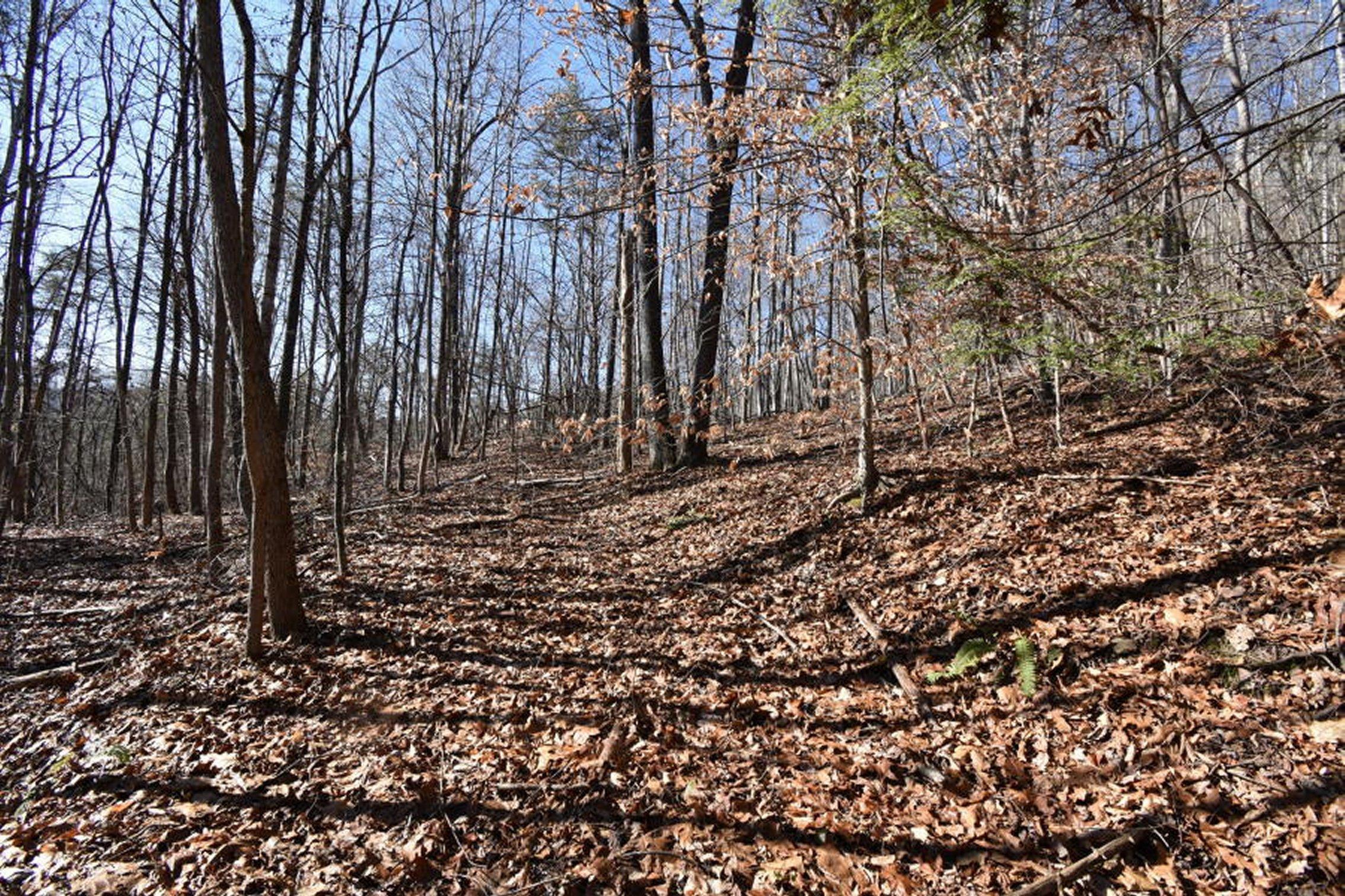 0 Sherm Mountain Road Sneedville, TN 37869 - Photo 1 of 24 1