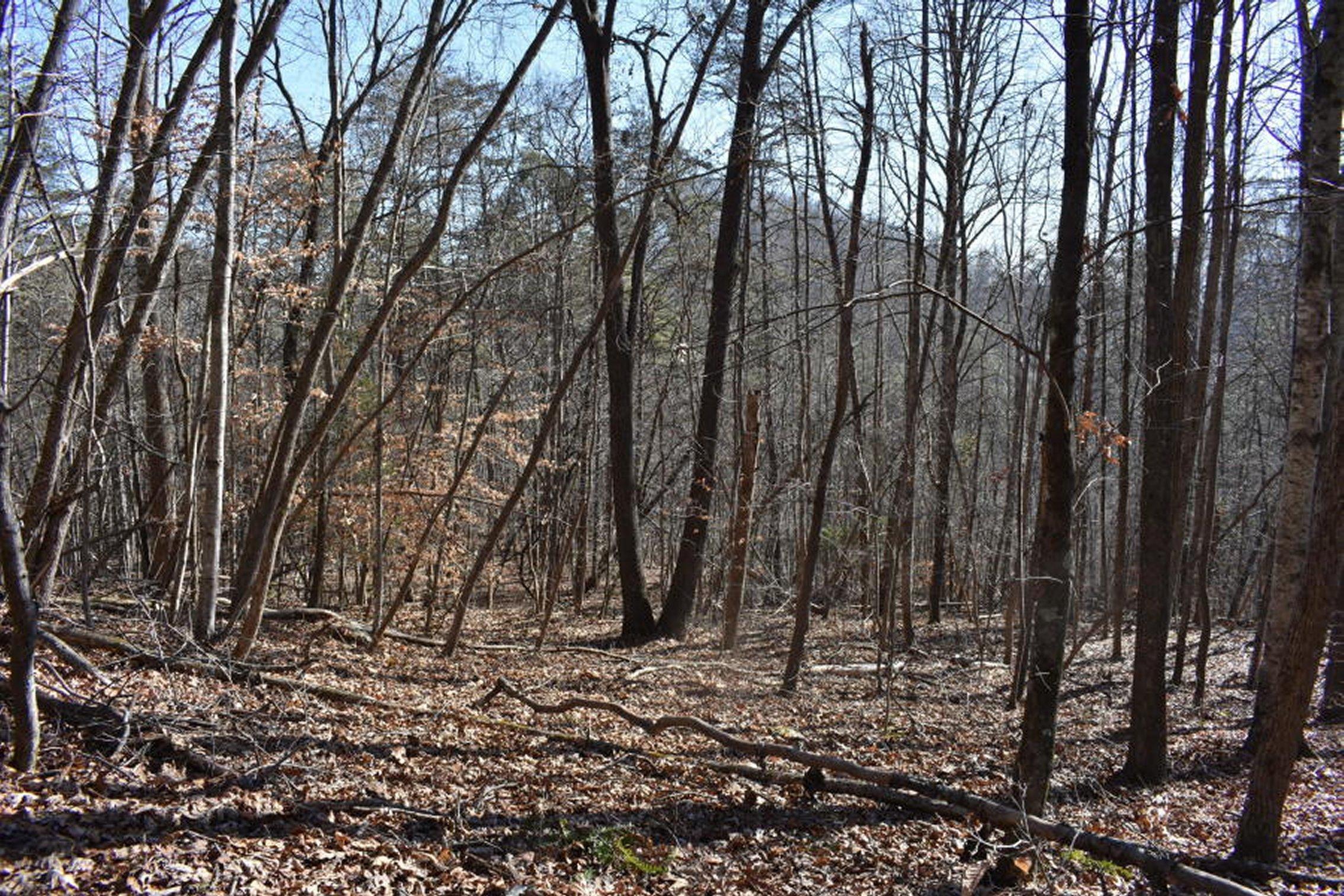 0 Sherm Mountain Road Sneedville, TN 37869 - Photo 11 of 24 11