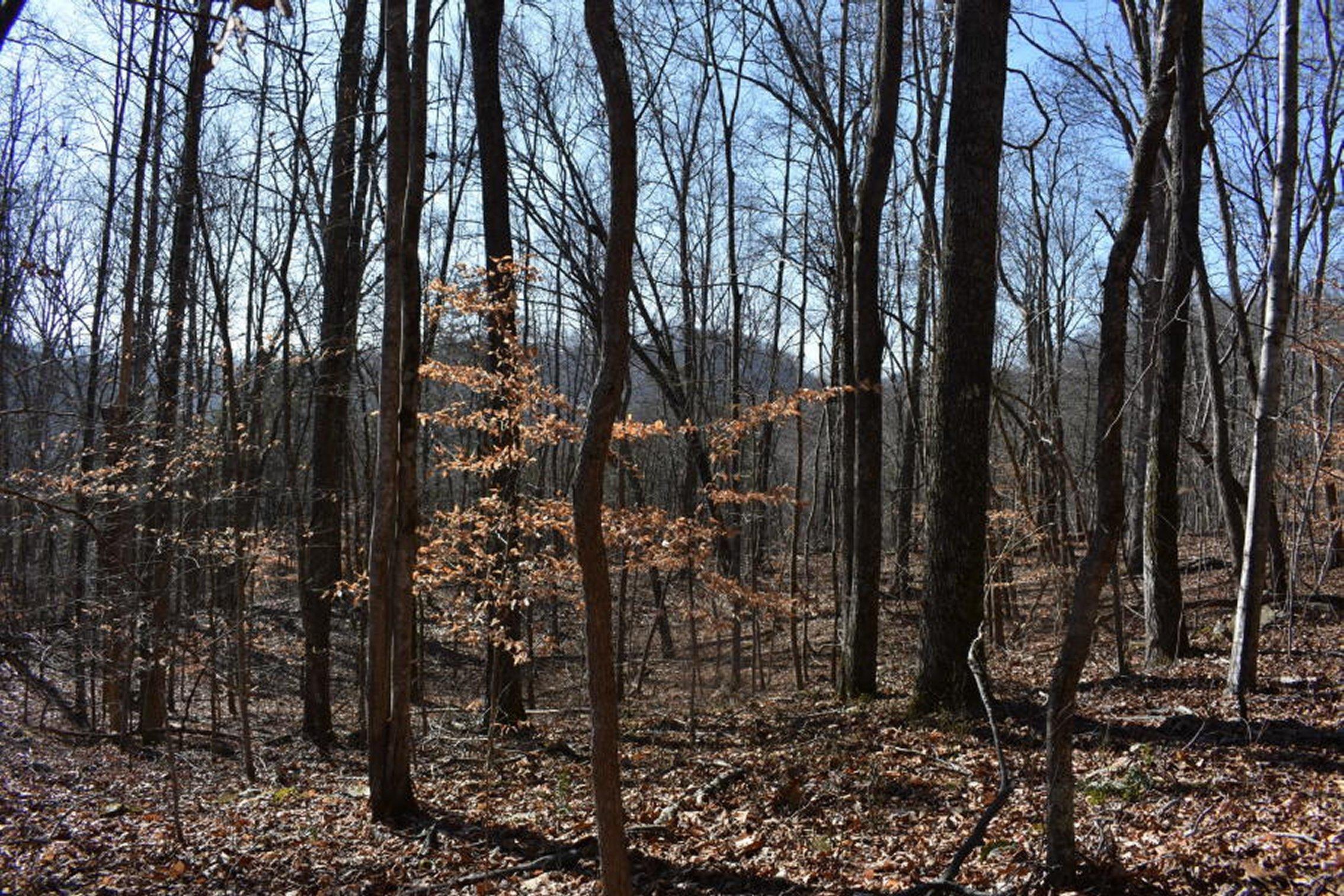 0 Sherm Mountain Road Sneedville, TN 37869 - Photo 12 of 24 12